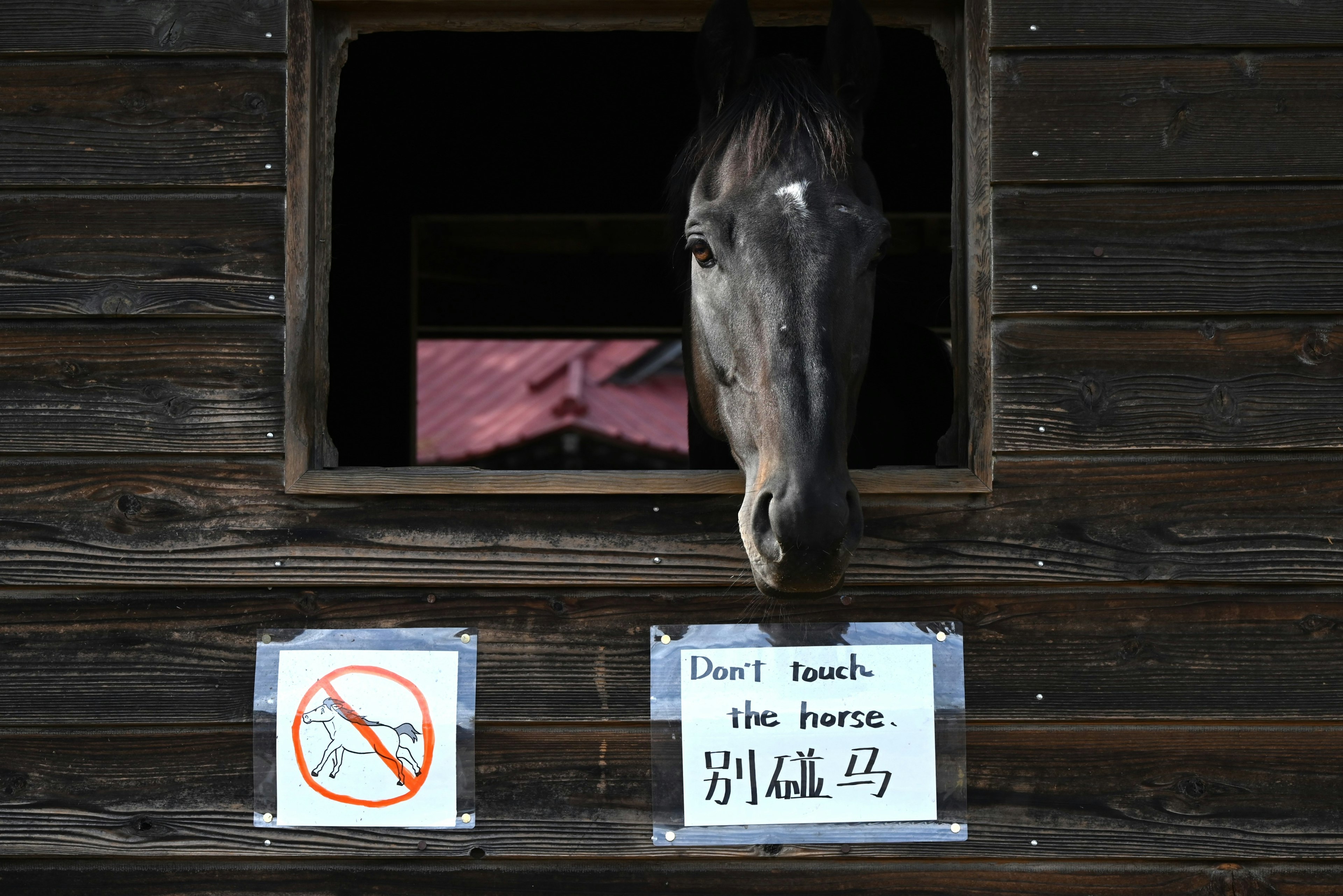 一匹馬從木製馬廄窗戶探出頭，旁邊有警告標誌