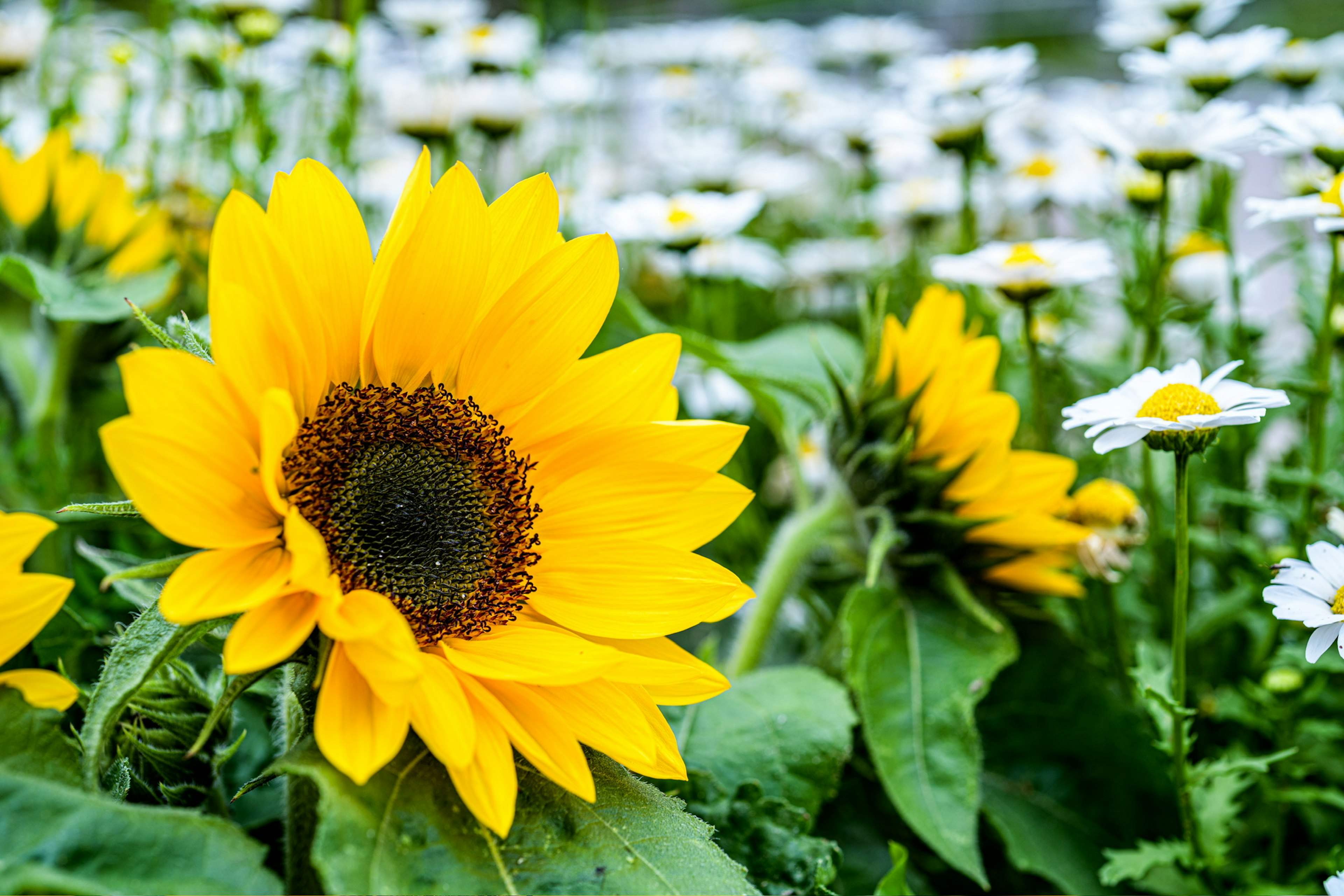 Brillantes girasoles amarillos en un campo de margaritas blancas