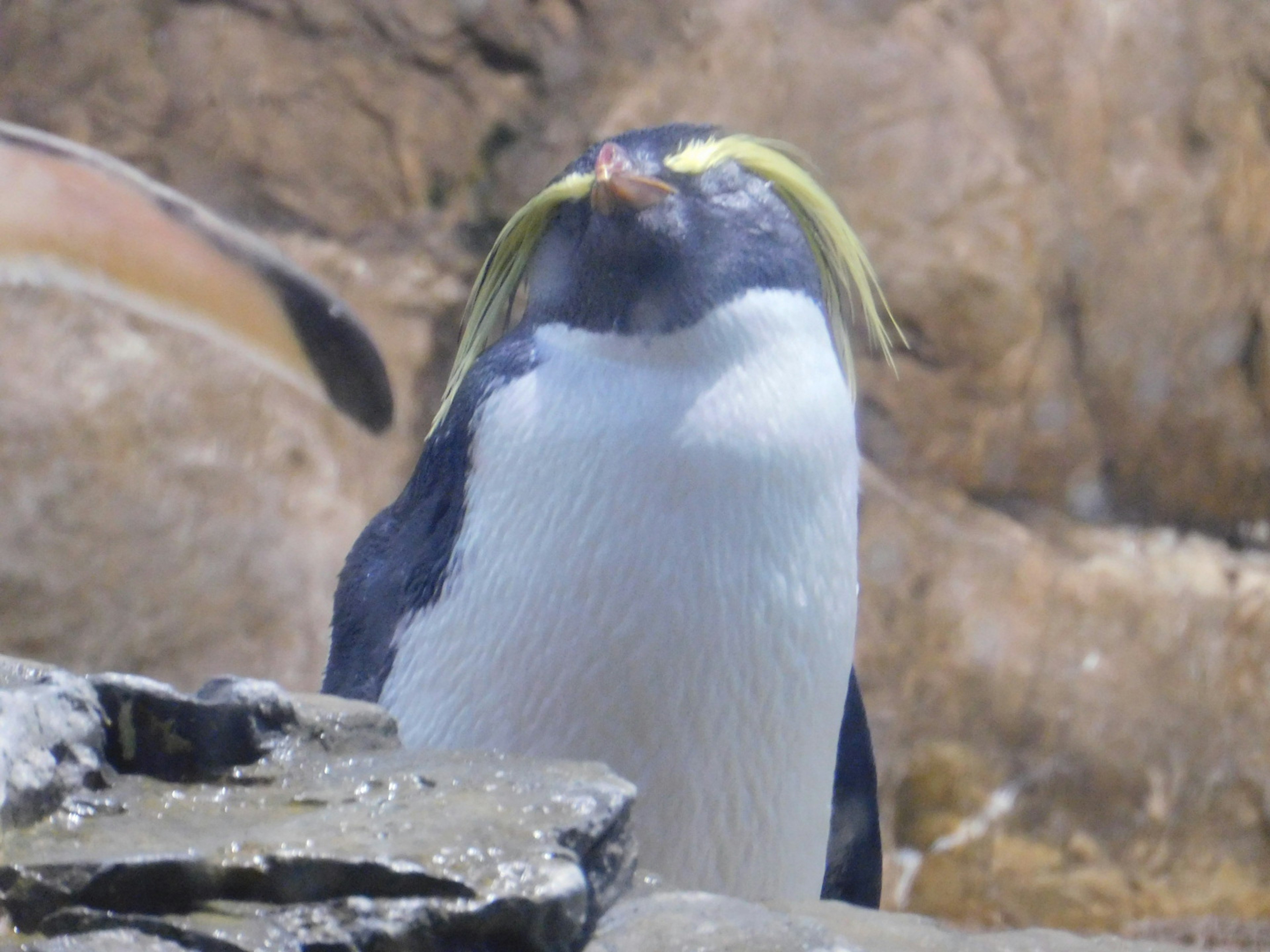 黄色い羽毛が特徴のペンギンが岩の前に立っている