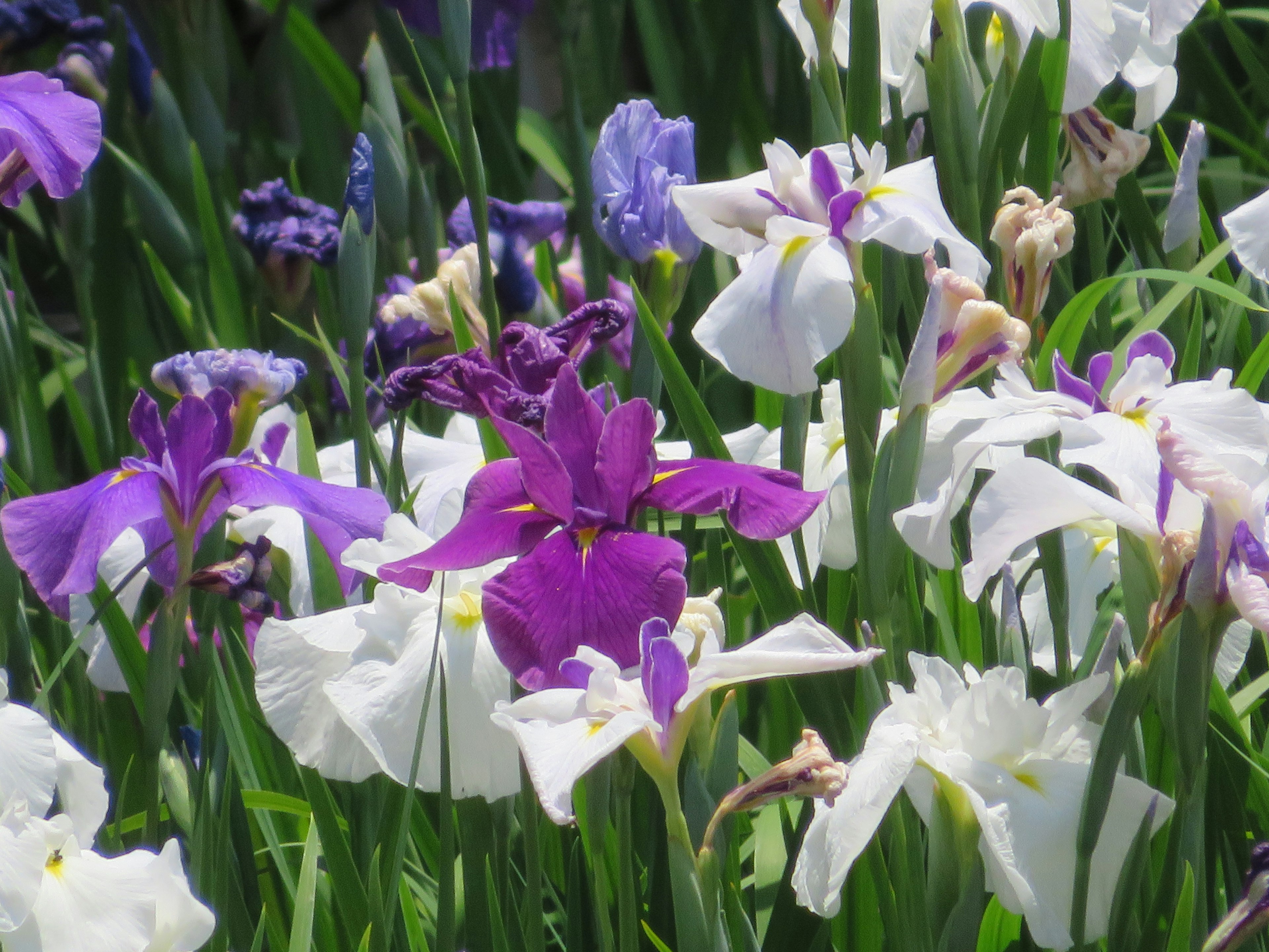 Schöner Garten mit blühenden lila und weißen Irisblumen