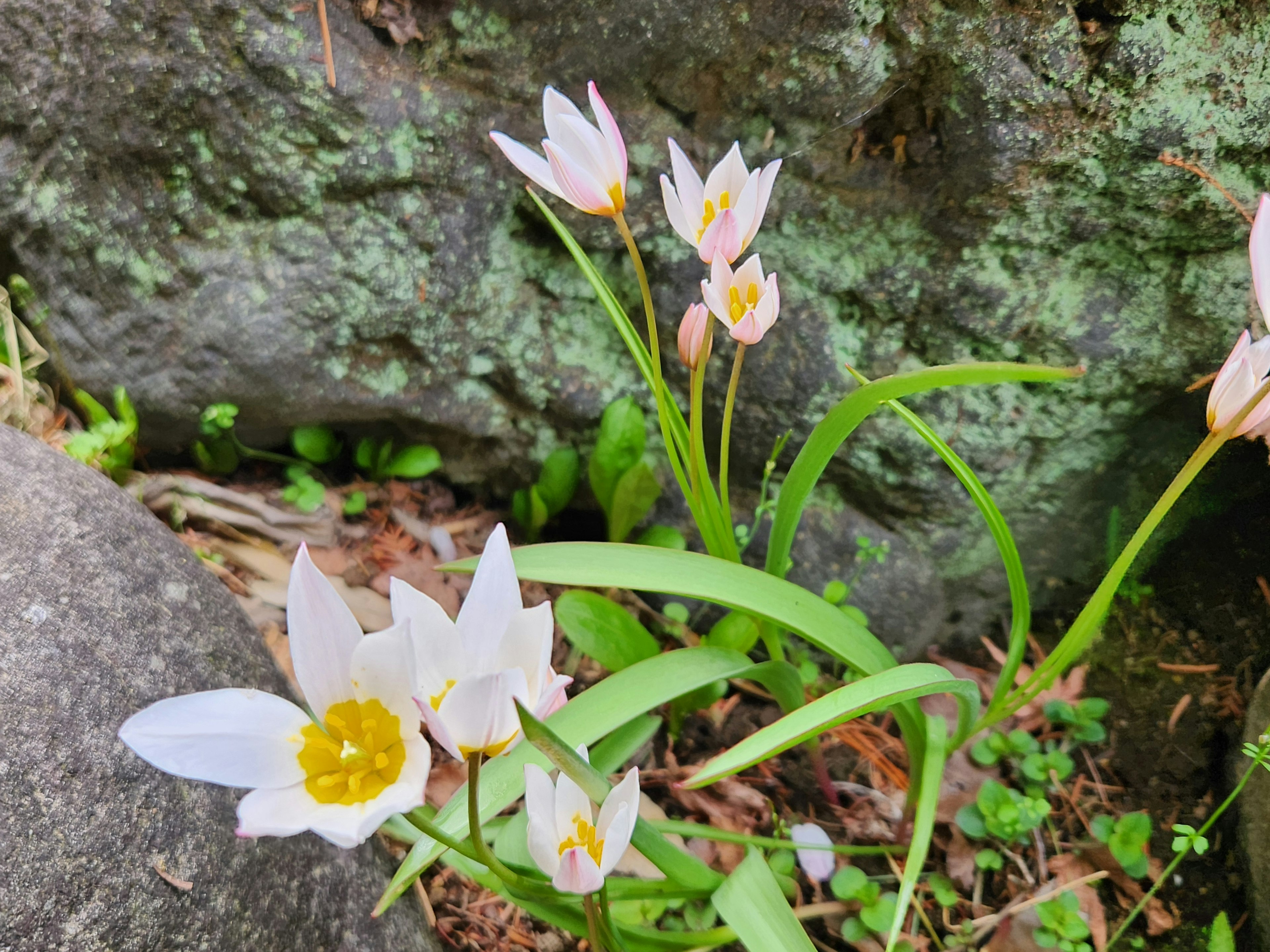 White flowers with yellow centers growing near a rock