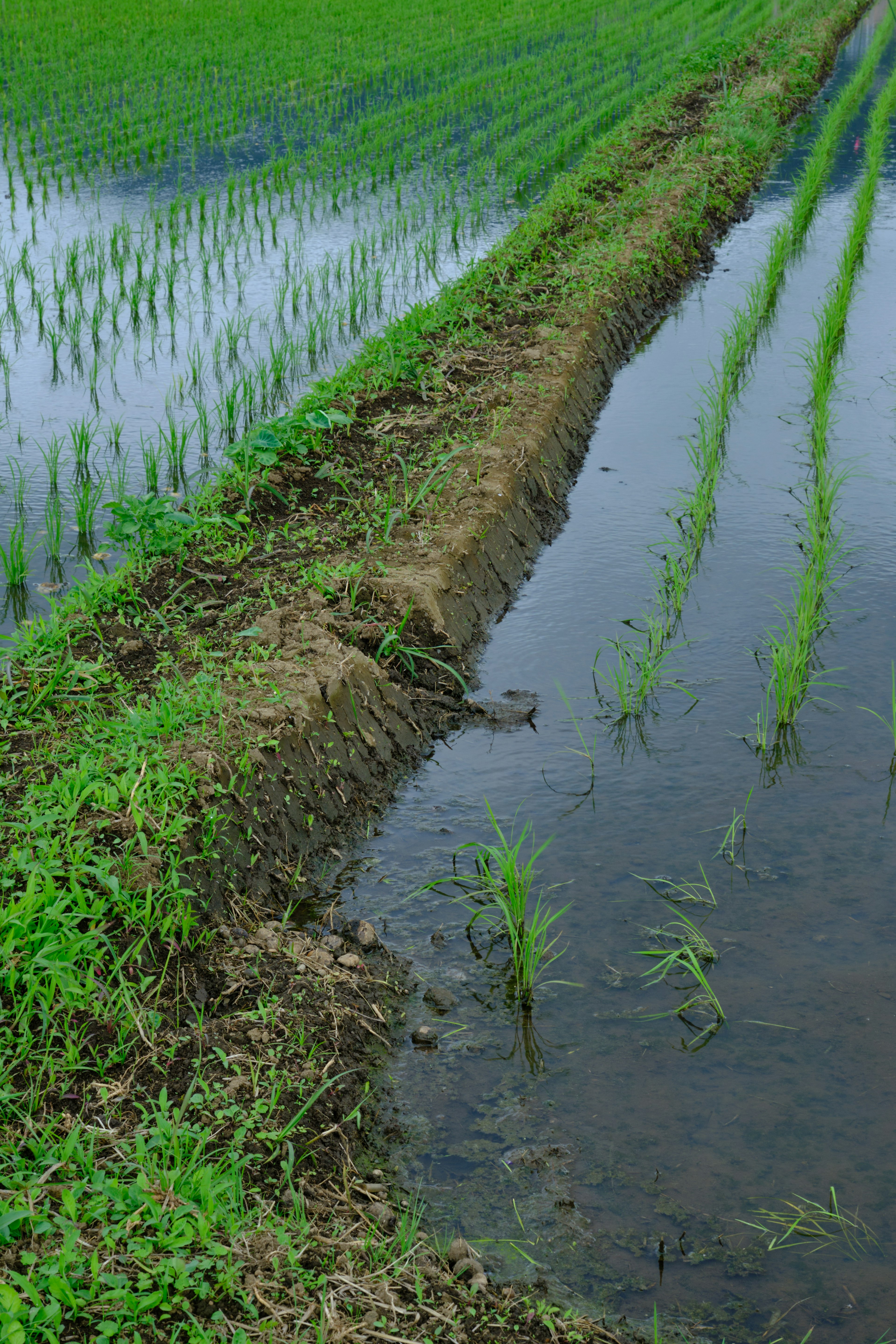 Foto sawah dengan tanaman padi hijau dan tanggul di samping ladang terendam