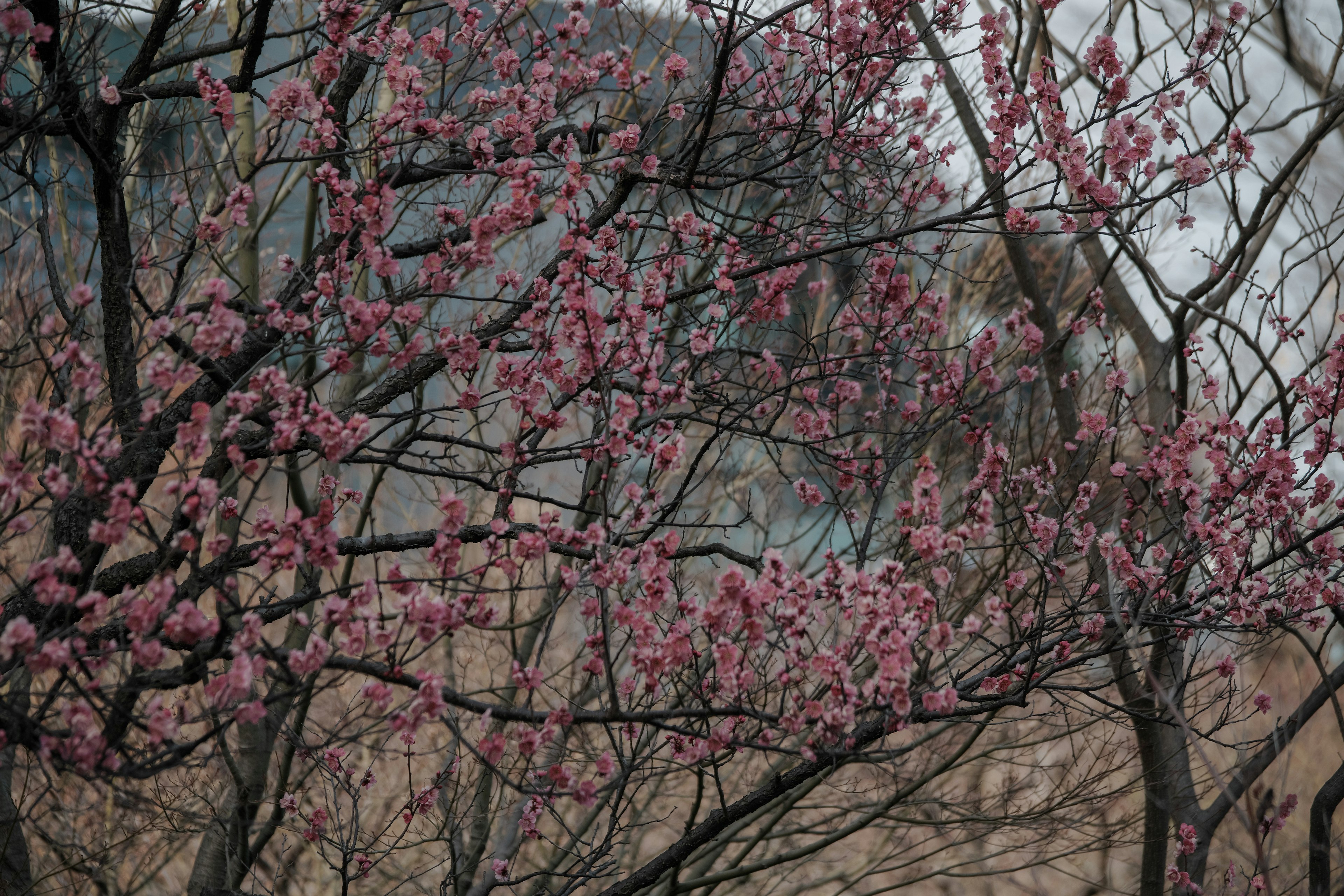 桜の花が咲く枝と背景にぼんやりした山