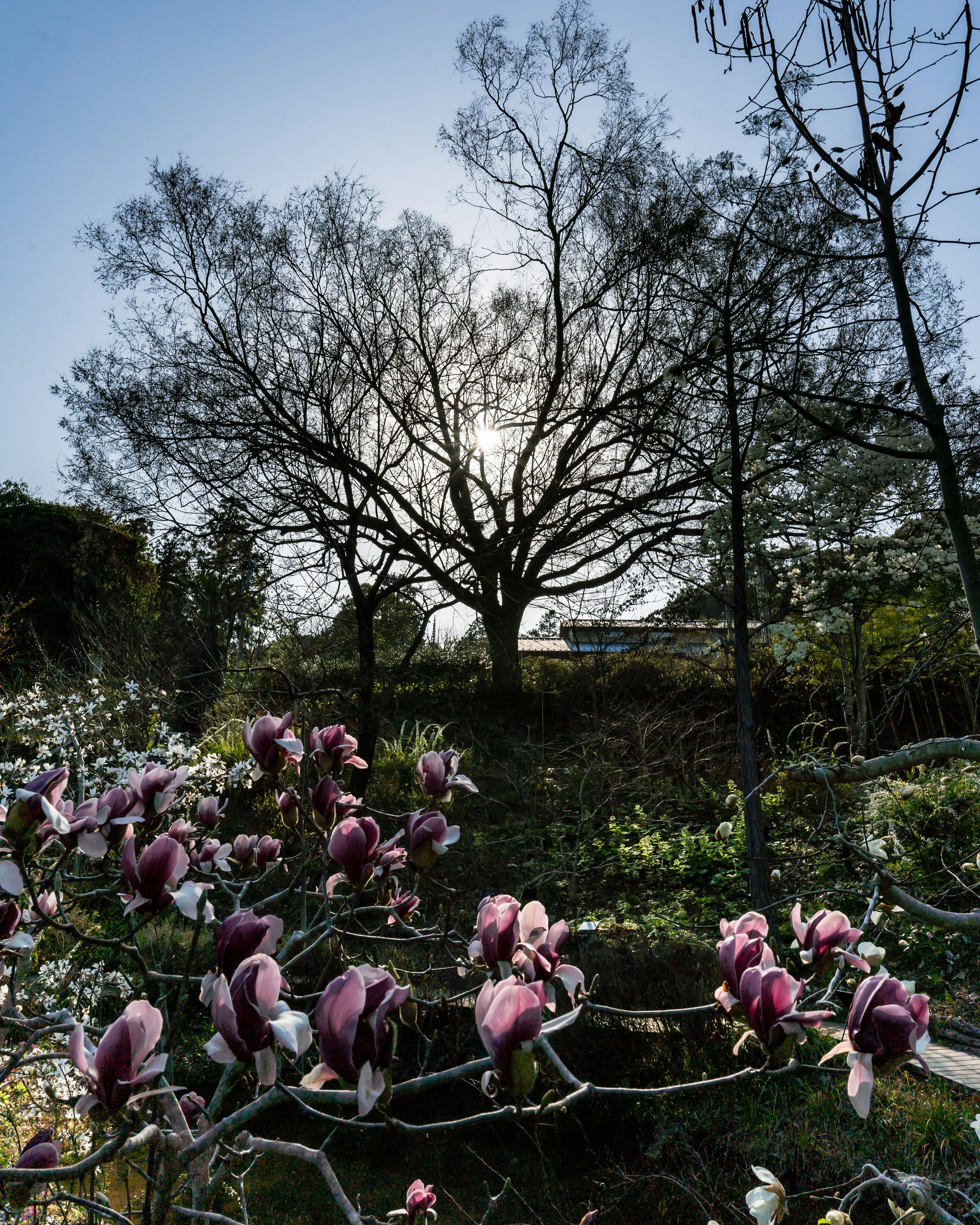 Frühling Garten Szene mit lebhaften pinken Blumen silhouettiert gegen einen großen Baum