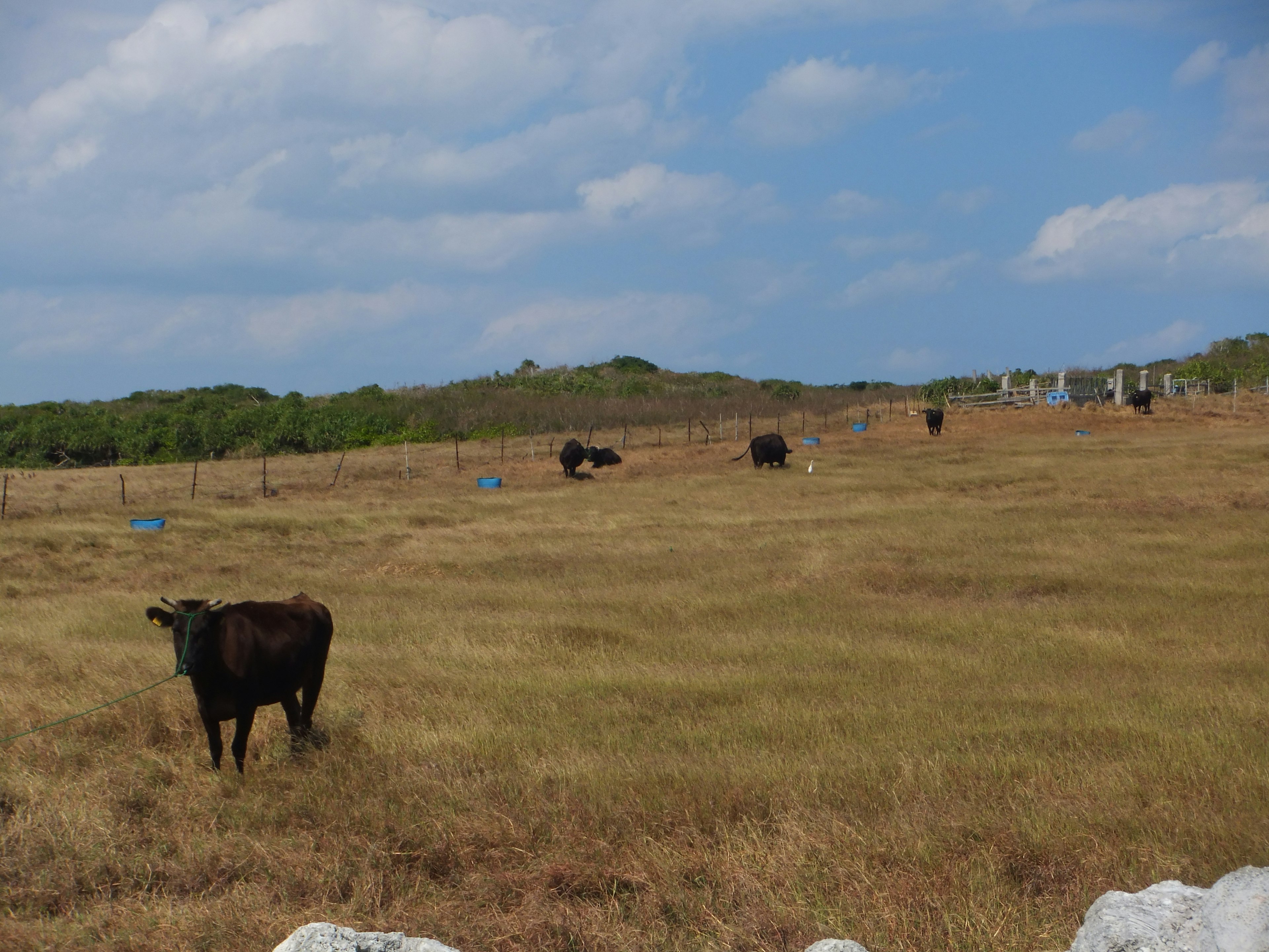 Sapi merumput di padang rumput di bawah langit biru