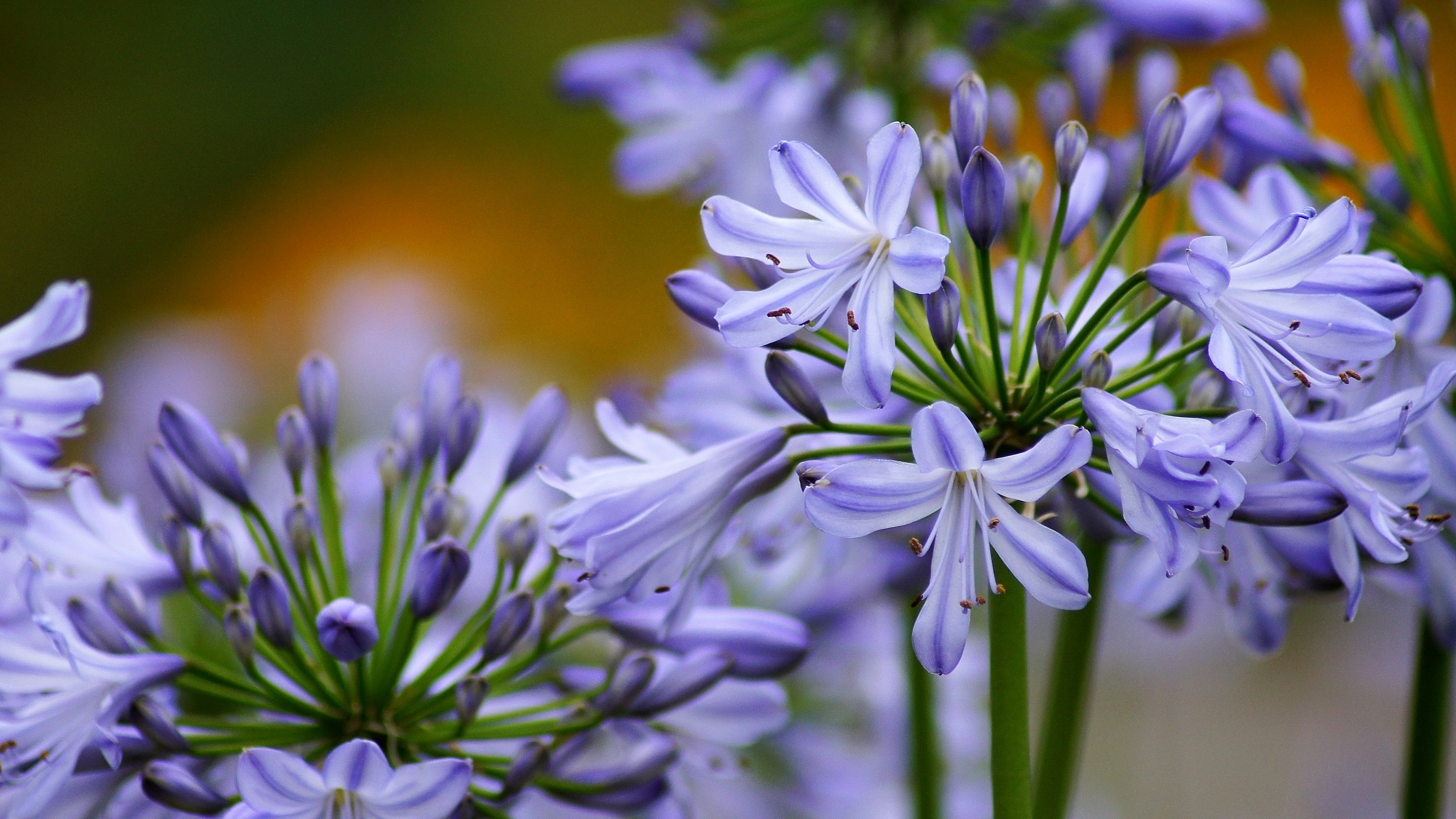 Primer plano de flores moradas en flor