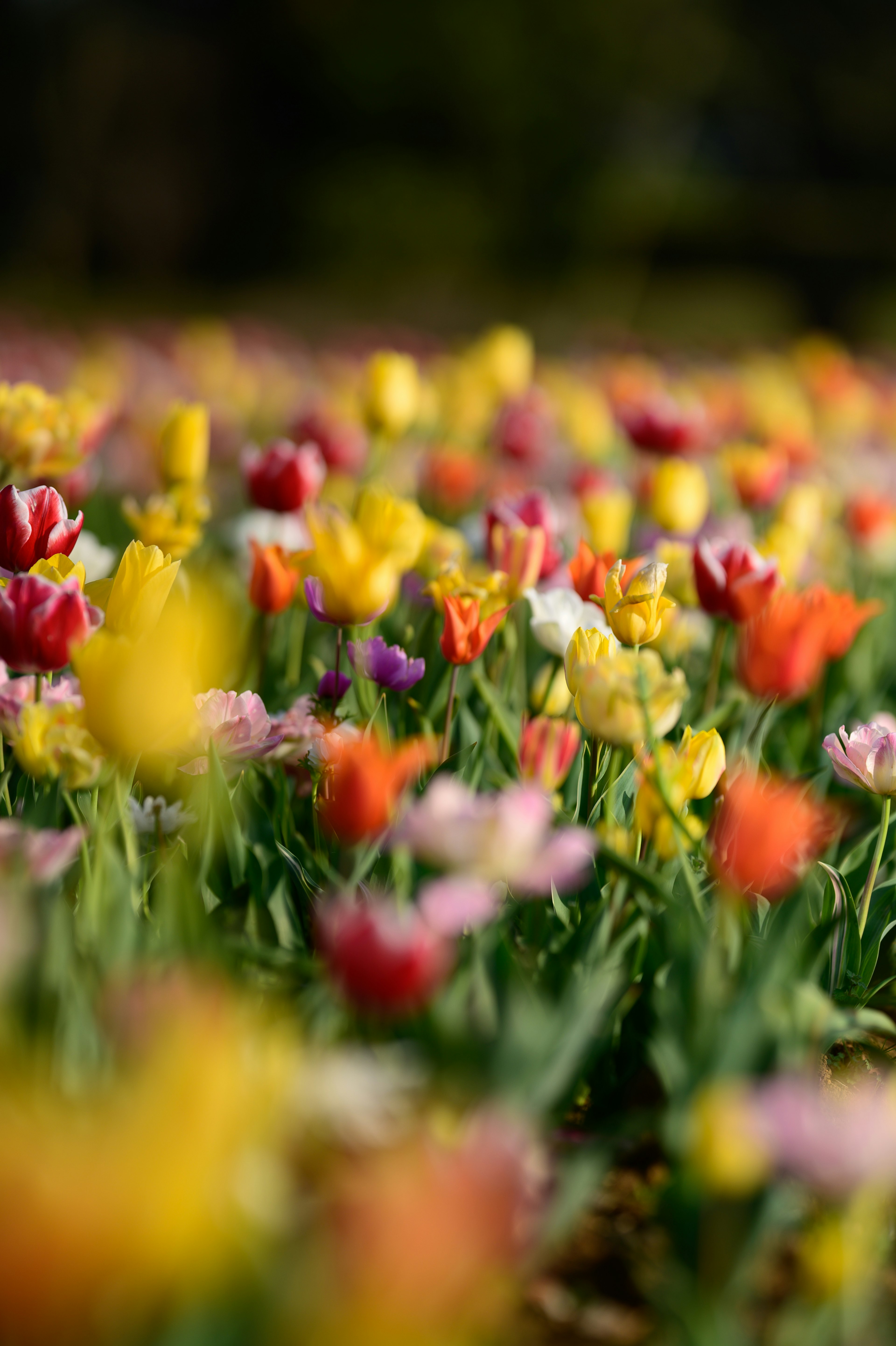 A vibrant field of blooming tulips in various colors