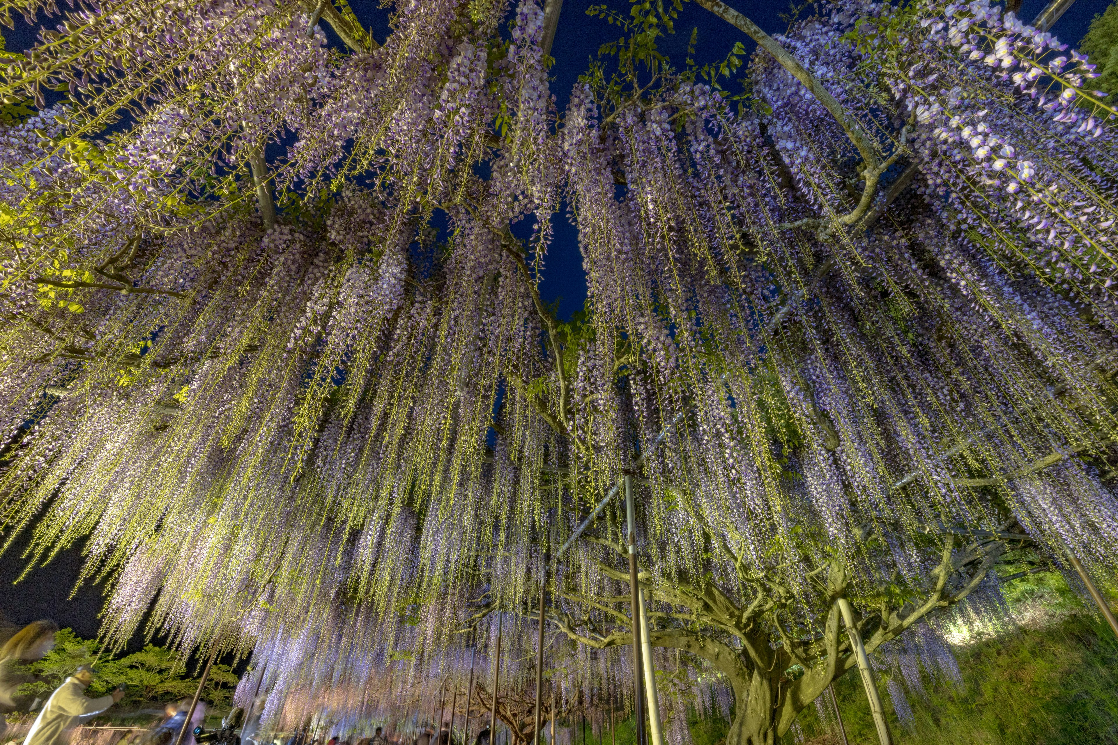 Una escena nocturna con flores de glicinia moradas en cascada