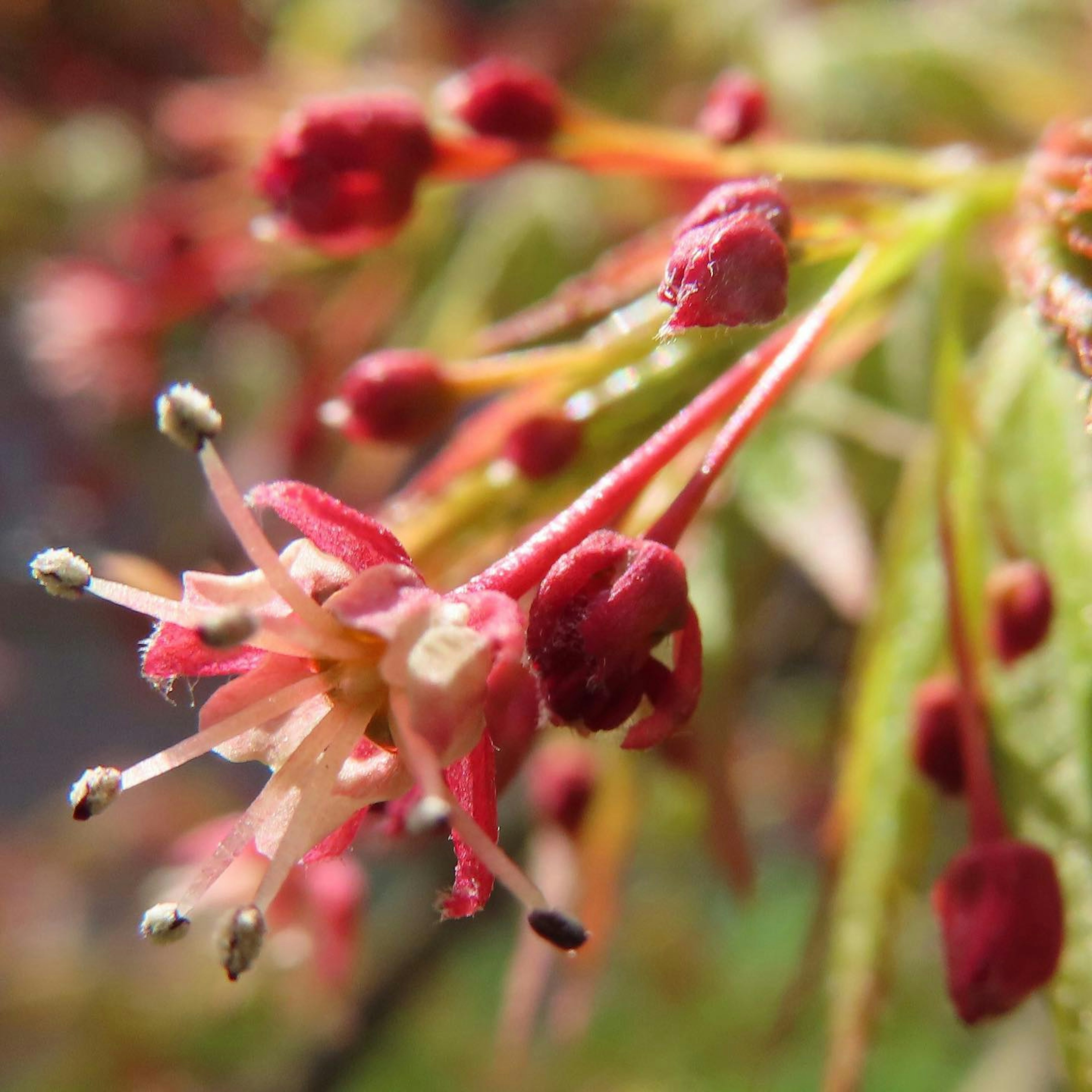 赤い花の蕾と緑の葉が特徴的な植物のクローズアップ