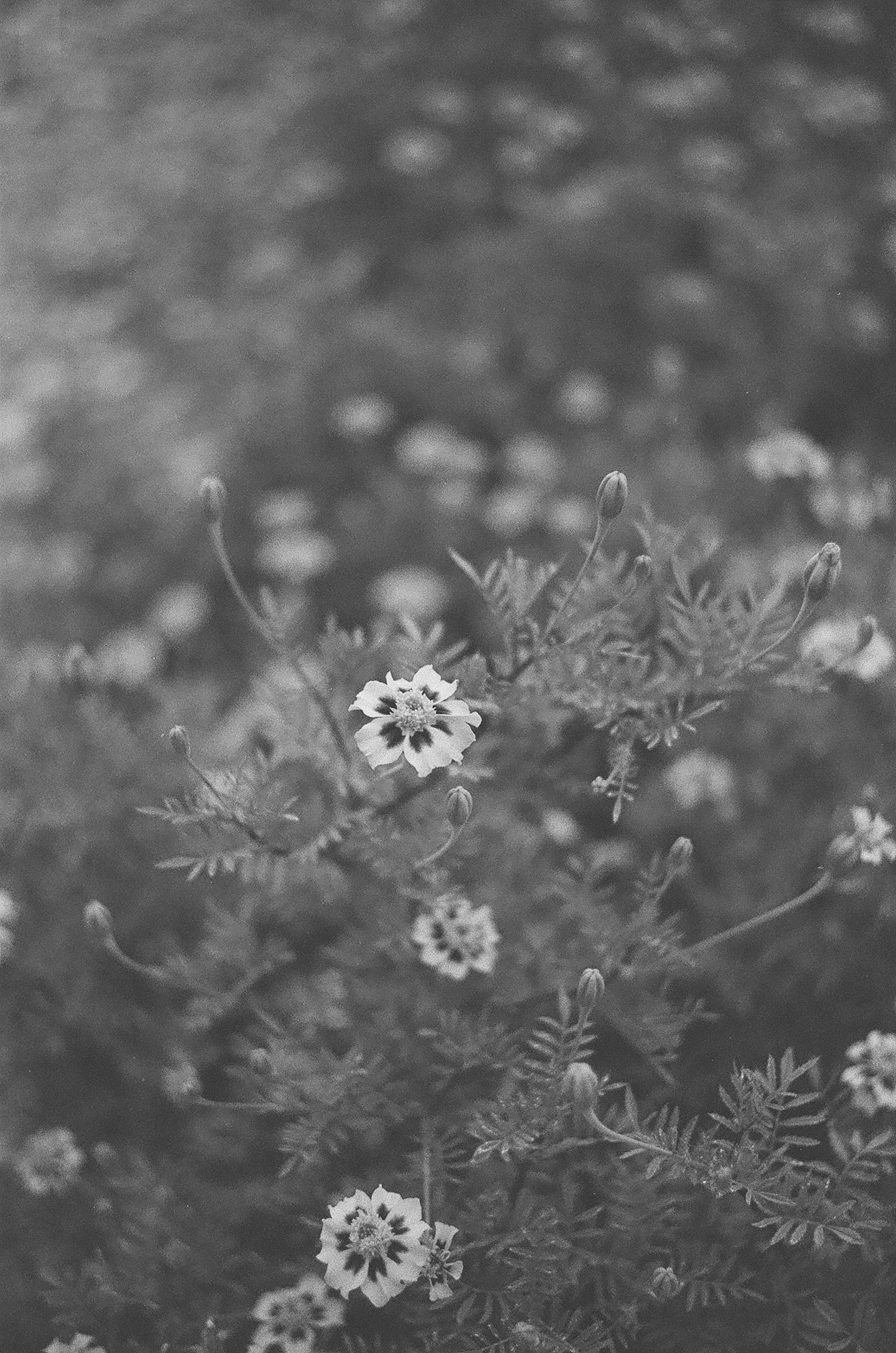 白黒の花が咲く植物のクローズアップ背景