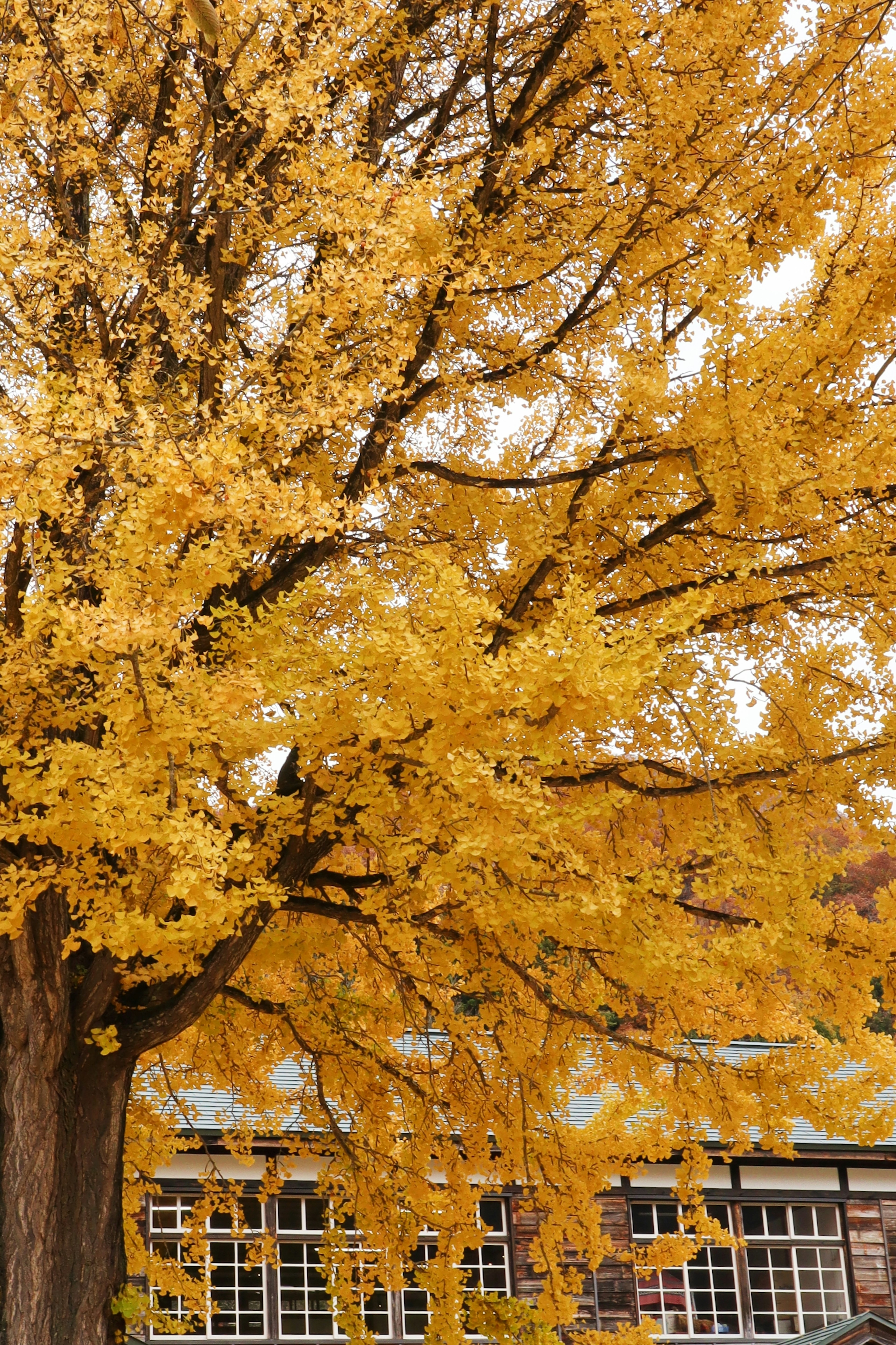 Lebendige gelbe Blätter an einem Baum mit einem Gebäude im Hintergrund