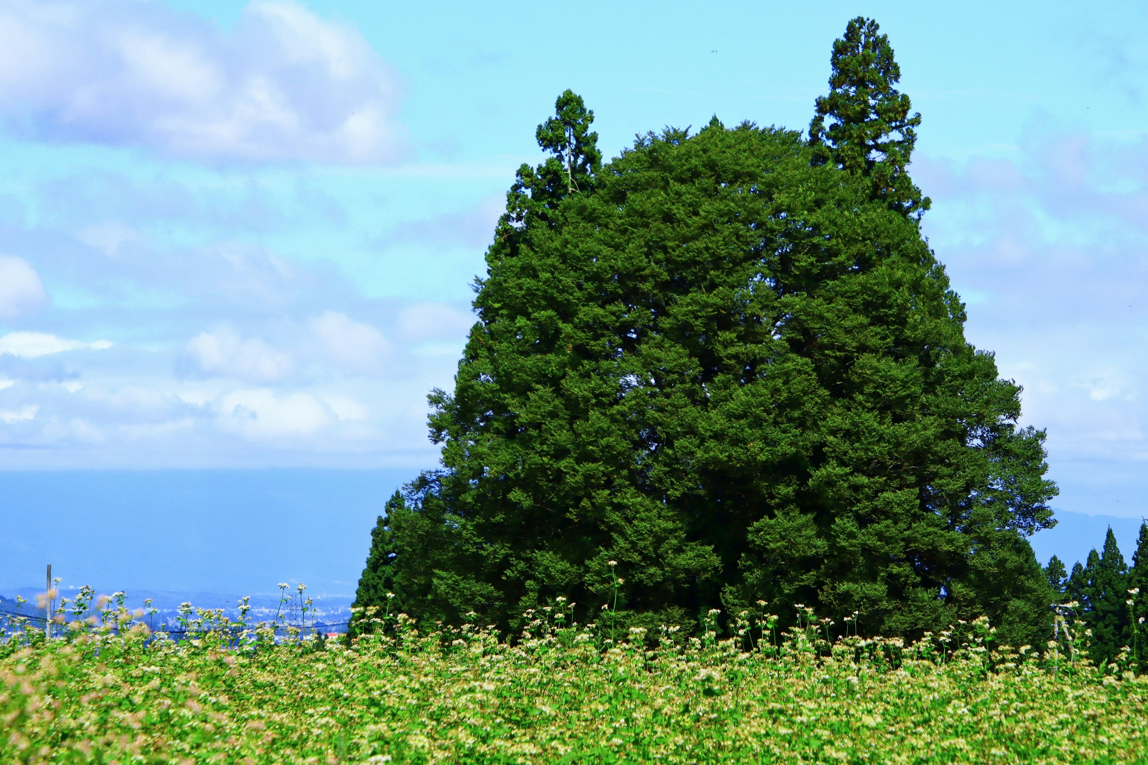 Un gran árbol verde bajo un cielo azul con un campo de flores