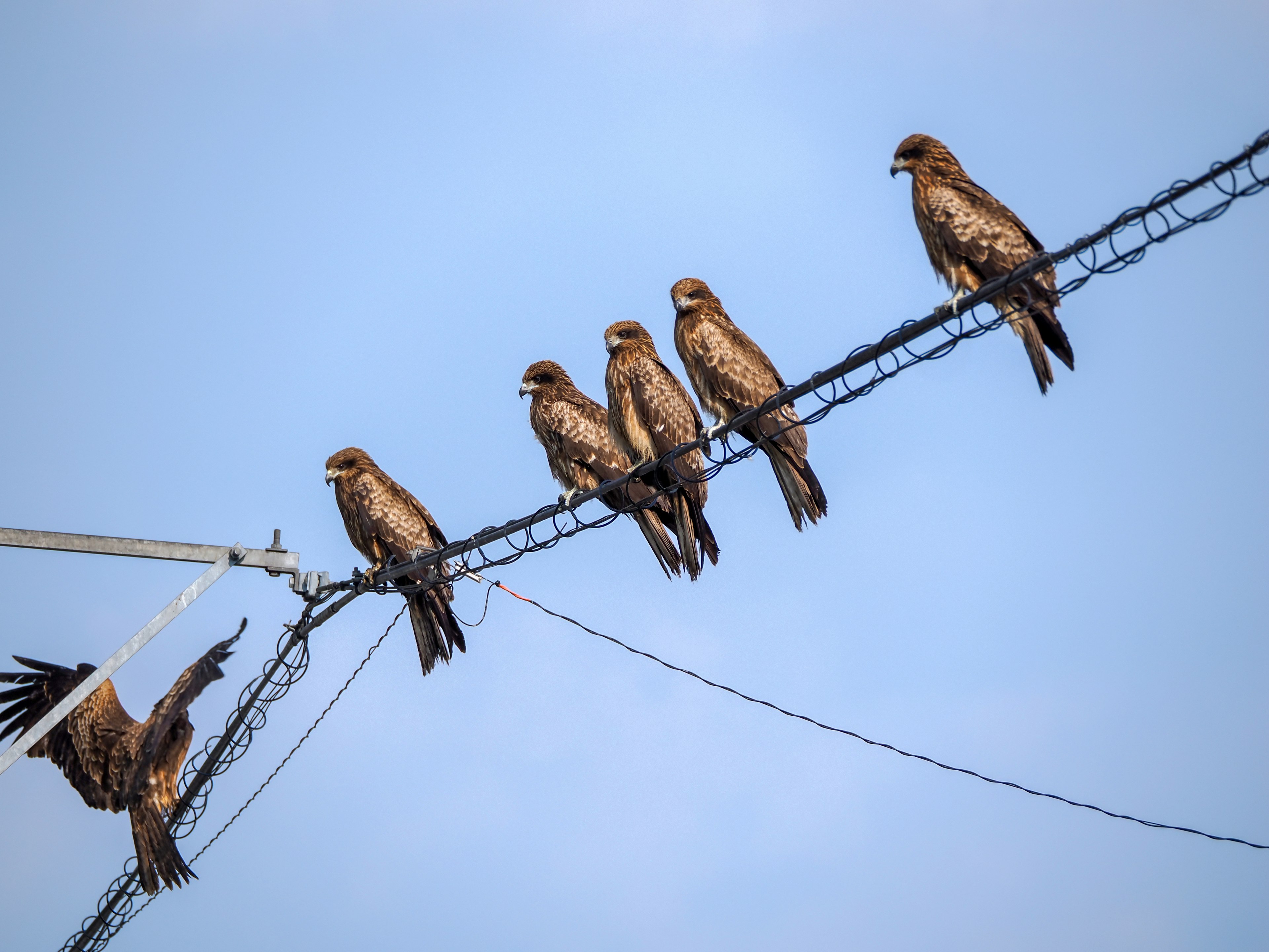 Multiple birds perched on a power line with one bird taking off