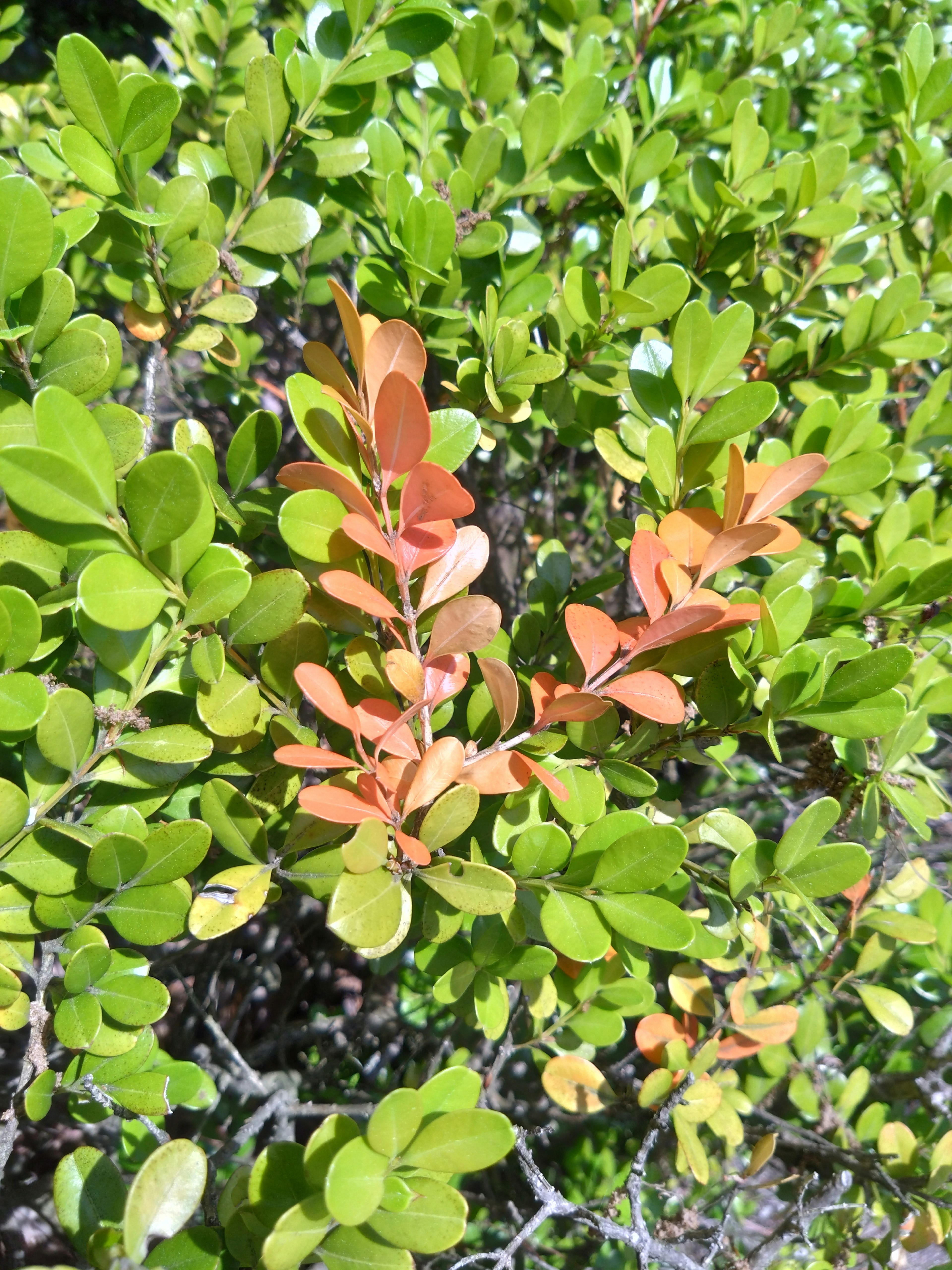 Arbuste avec des feuilles vertes et une nouvelle pousse orange