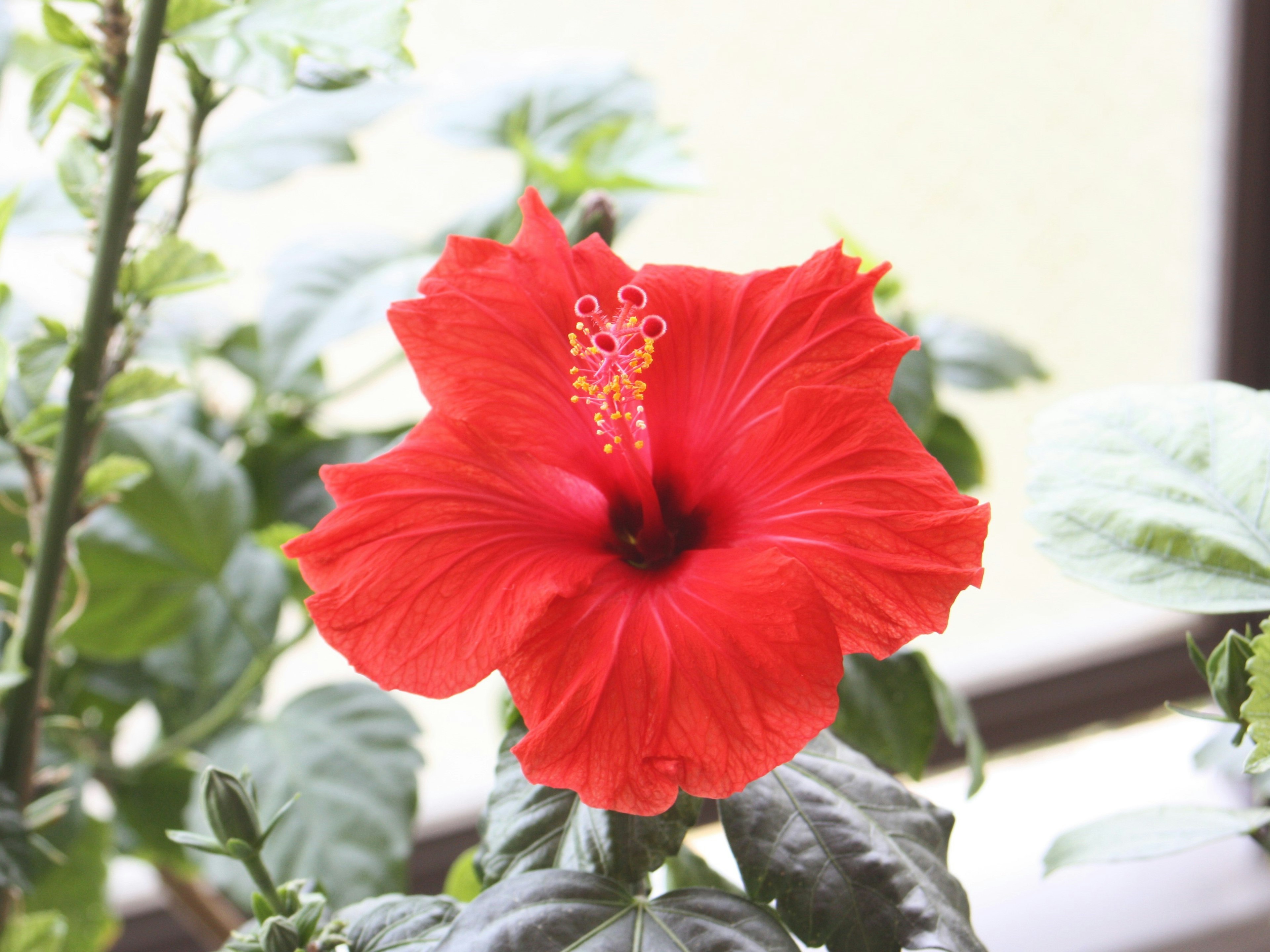 Vibrant red hibiscus flower blooming prominently