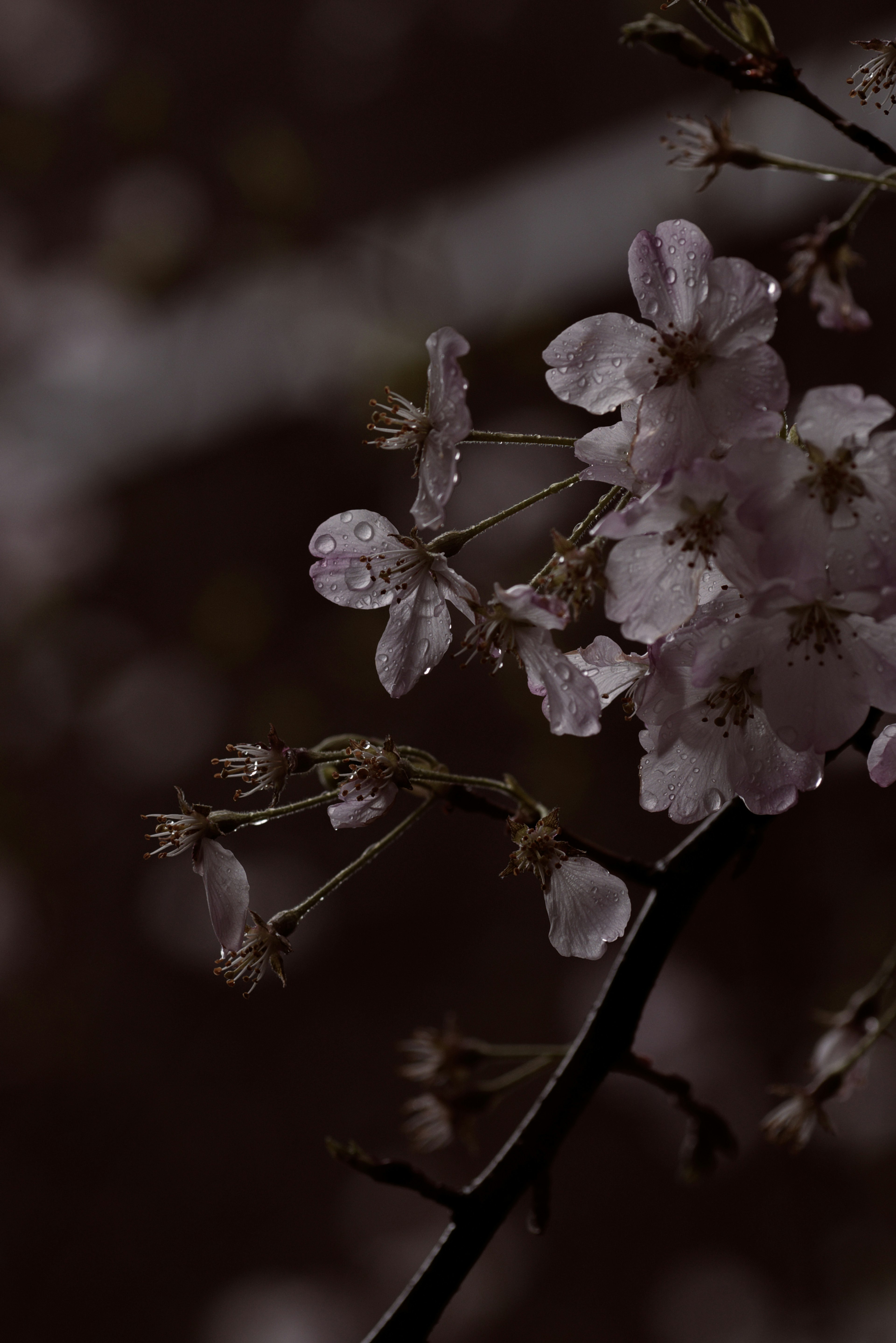 ภาพดอกซากุระสวยงามบนพื้นหลังมืด