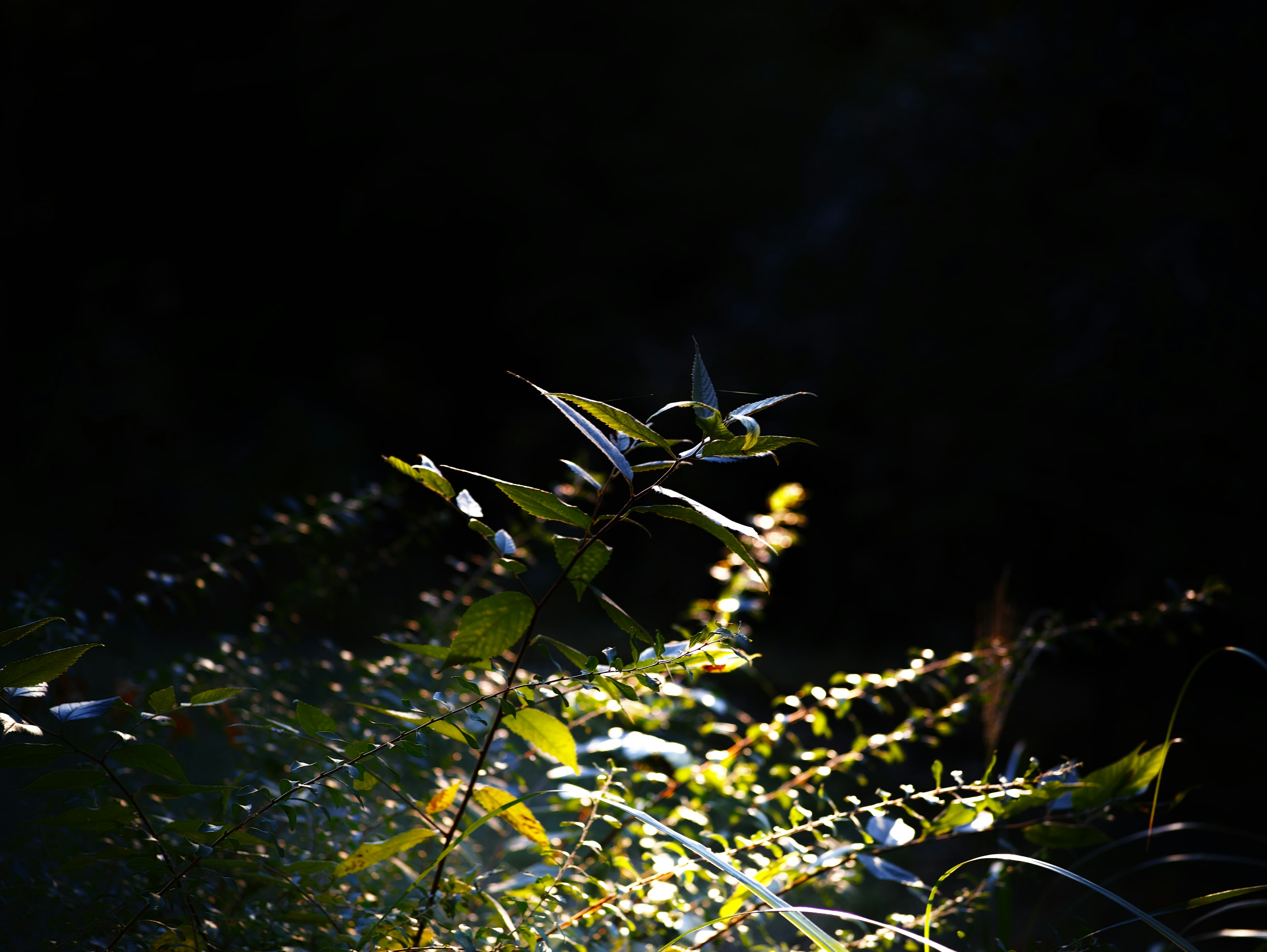 Leaves and stems illuminated by light against a dark background