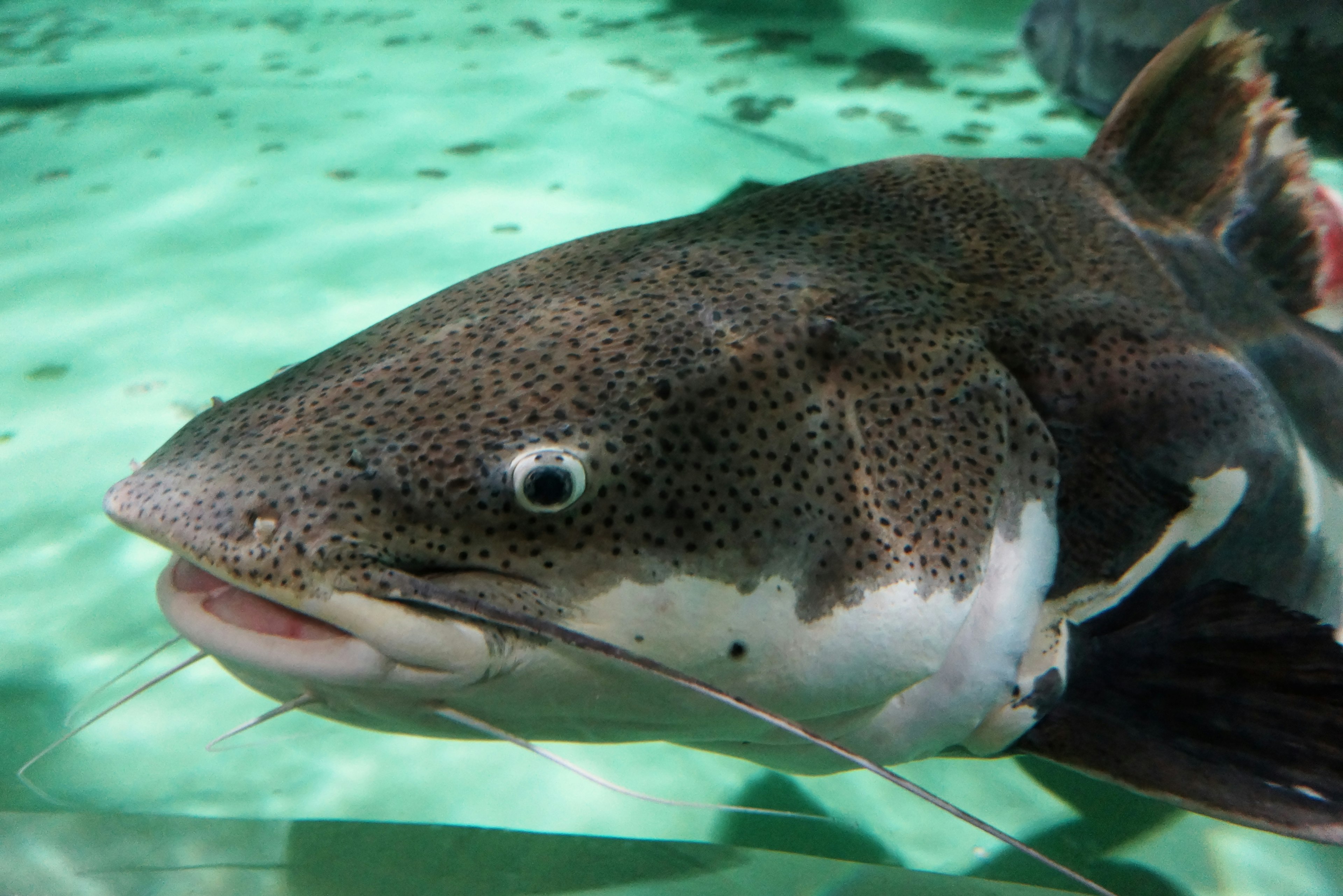 Nahaufnahme eines whisker Fischs, der im Wasser schwimmt