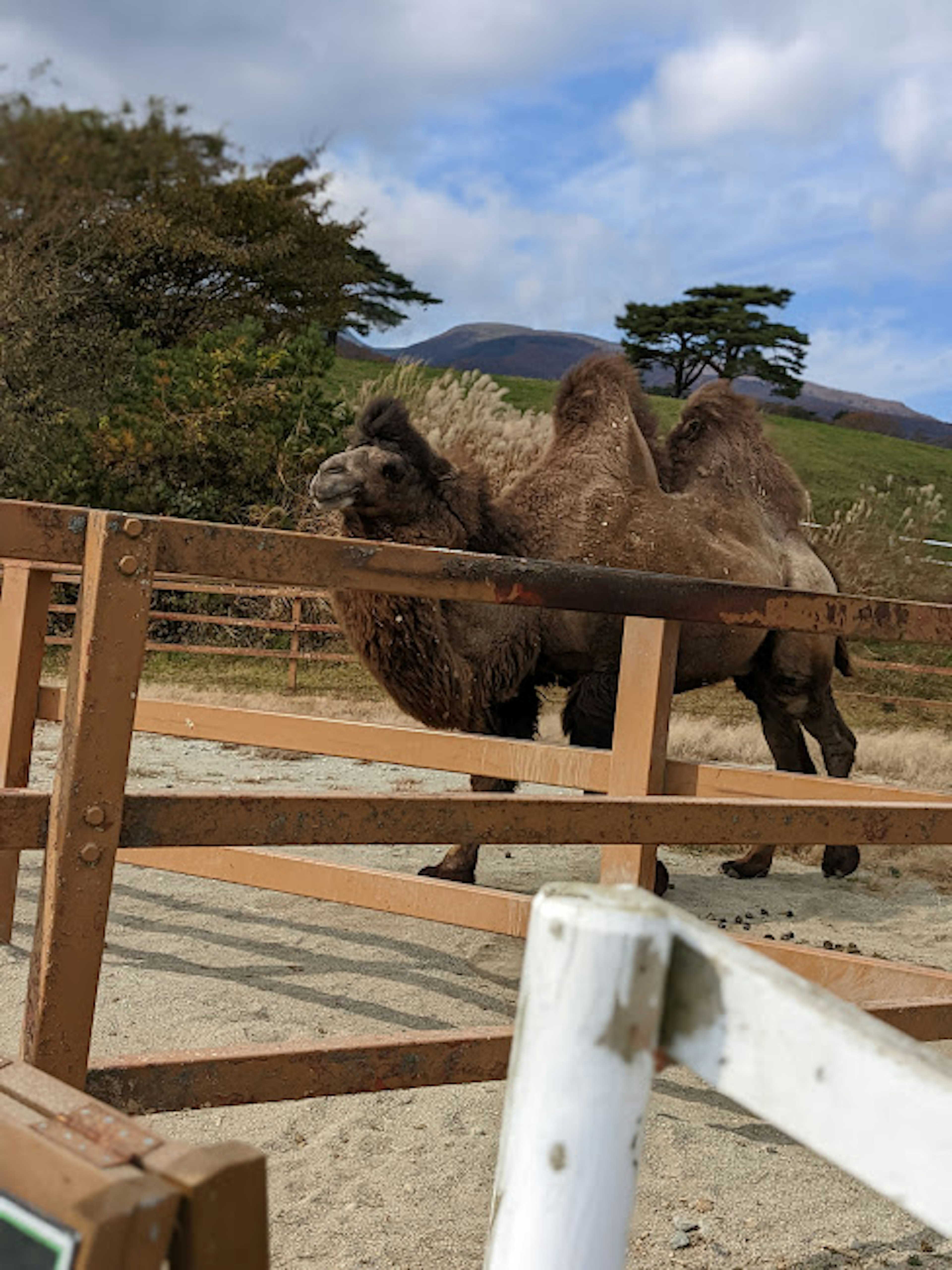 Un camello dromedario de pie cerca de una cerca de madera