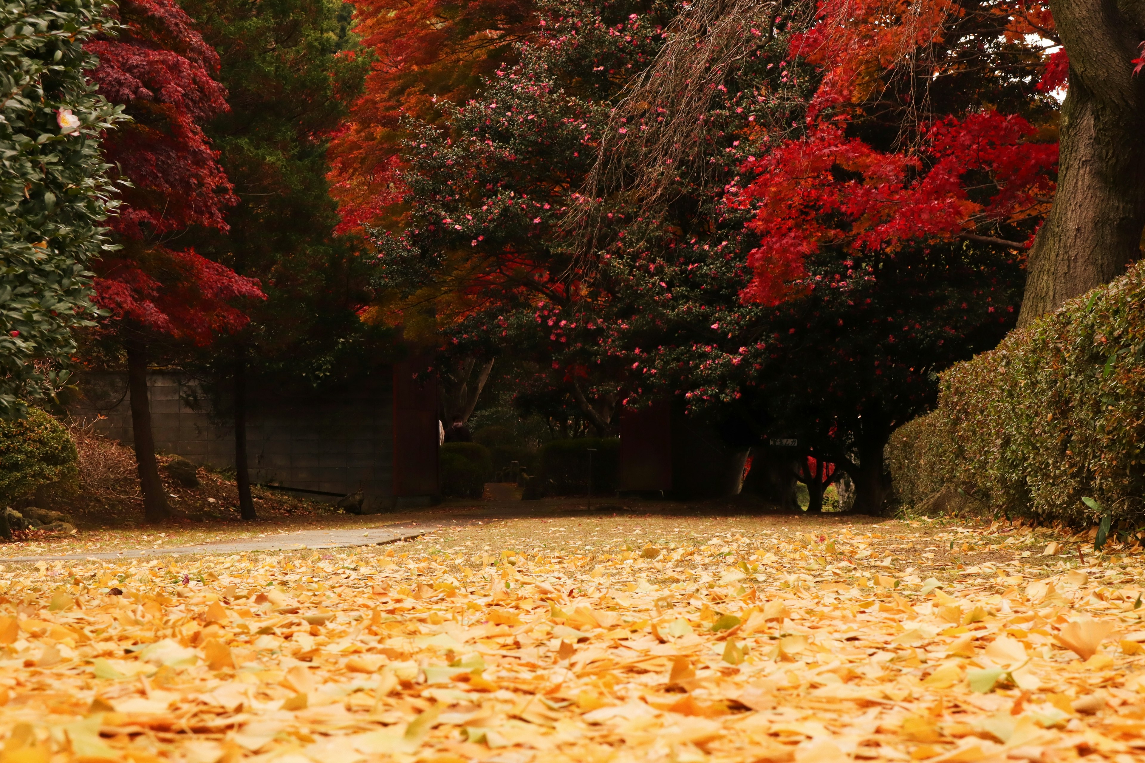 A scenic park pathway with vibrant autumn foliage