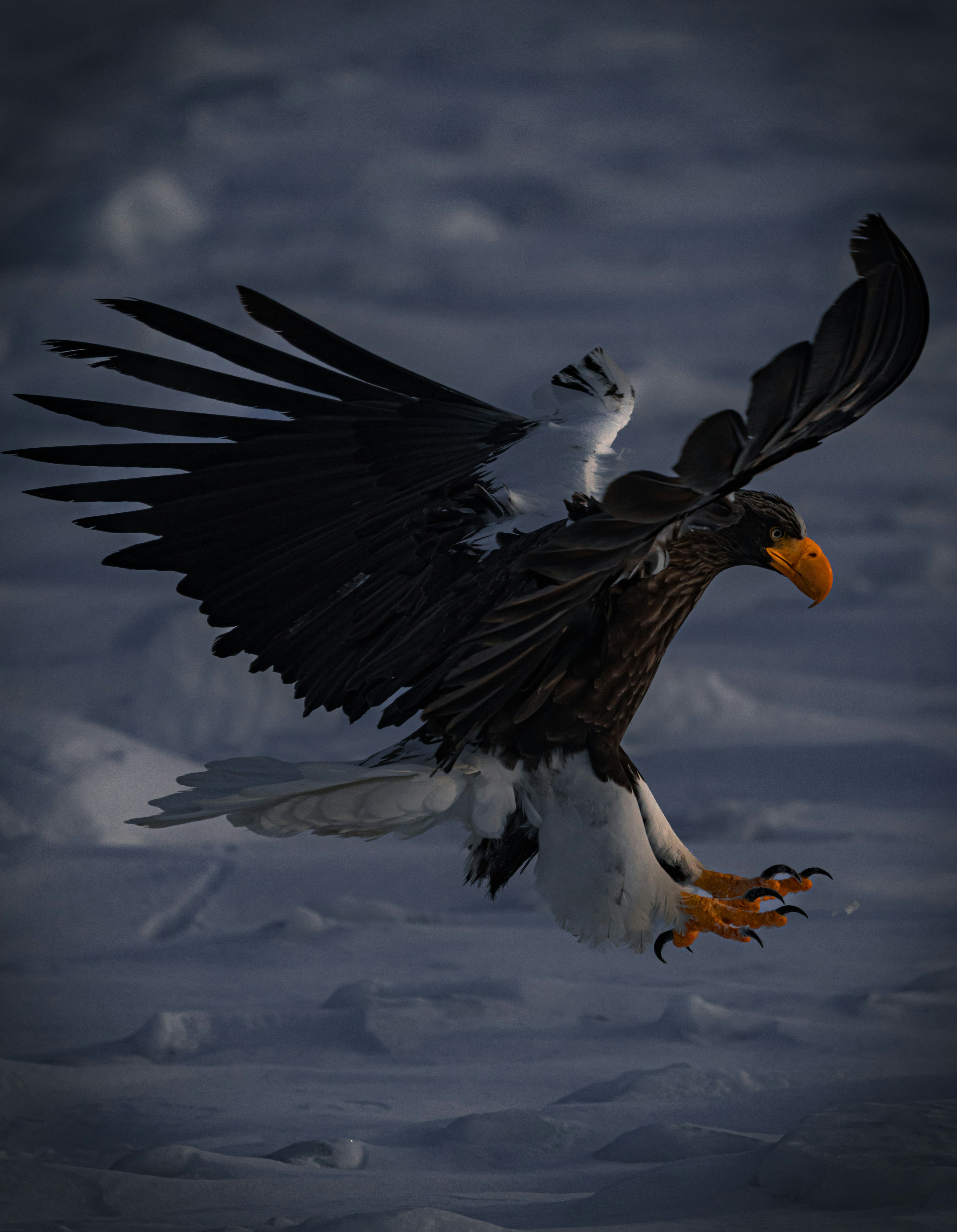 Un'aquila di mare di Steller che atterra sulla neve catturata in volo