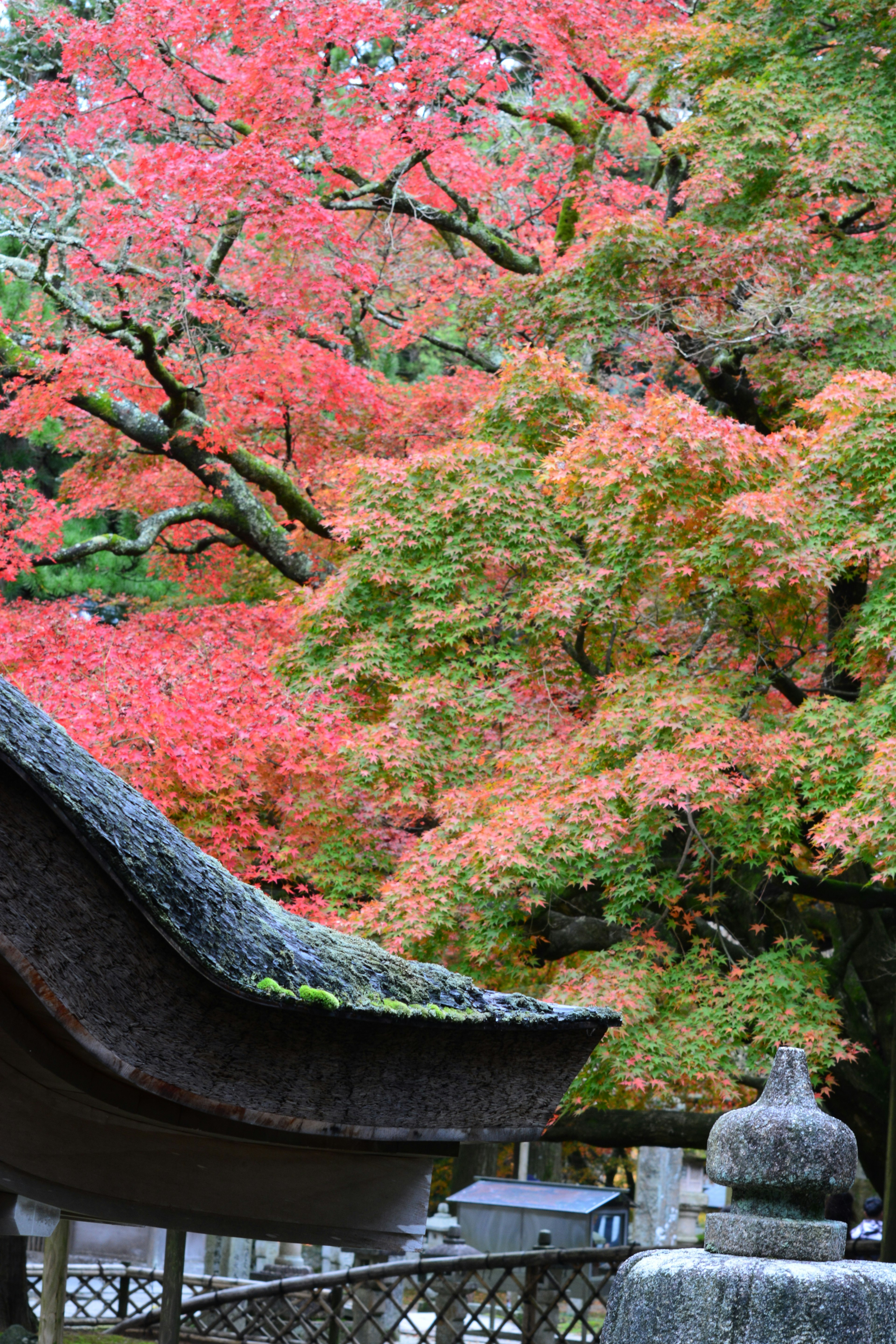 风景如画的秋天红叶和传统日本建筑屋顶