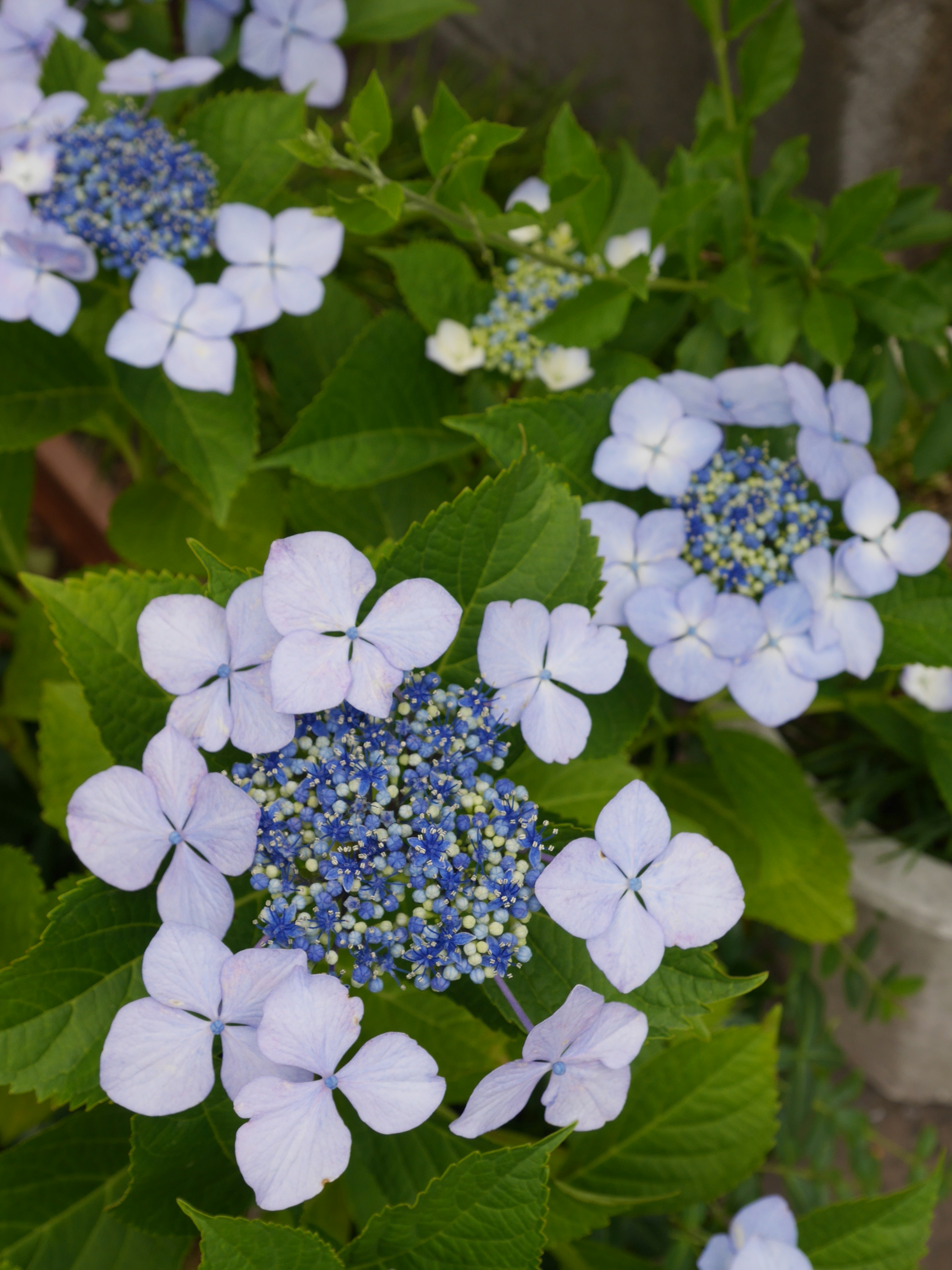 Close-up bunga hidrangea dengan kelopak biru muda dan daun hijau