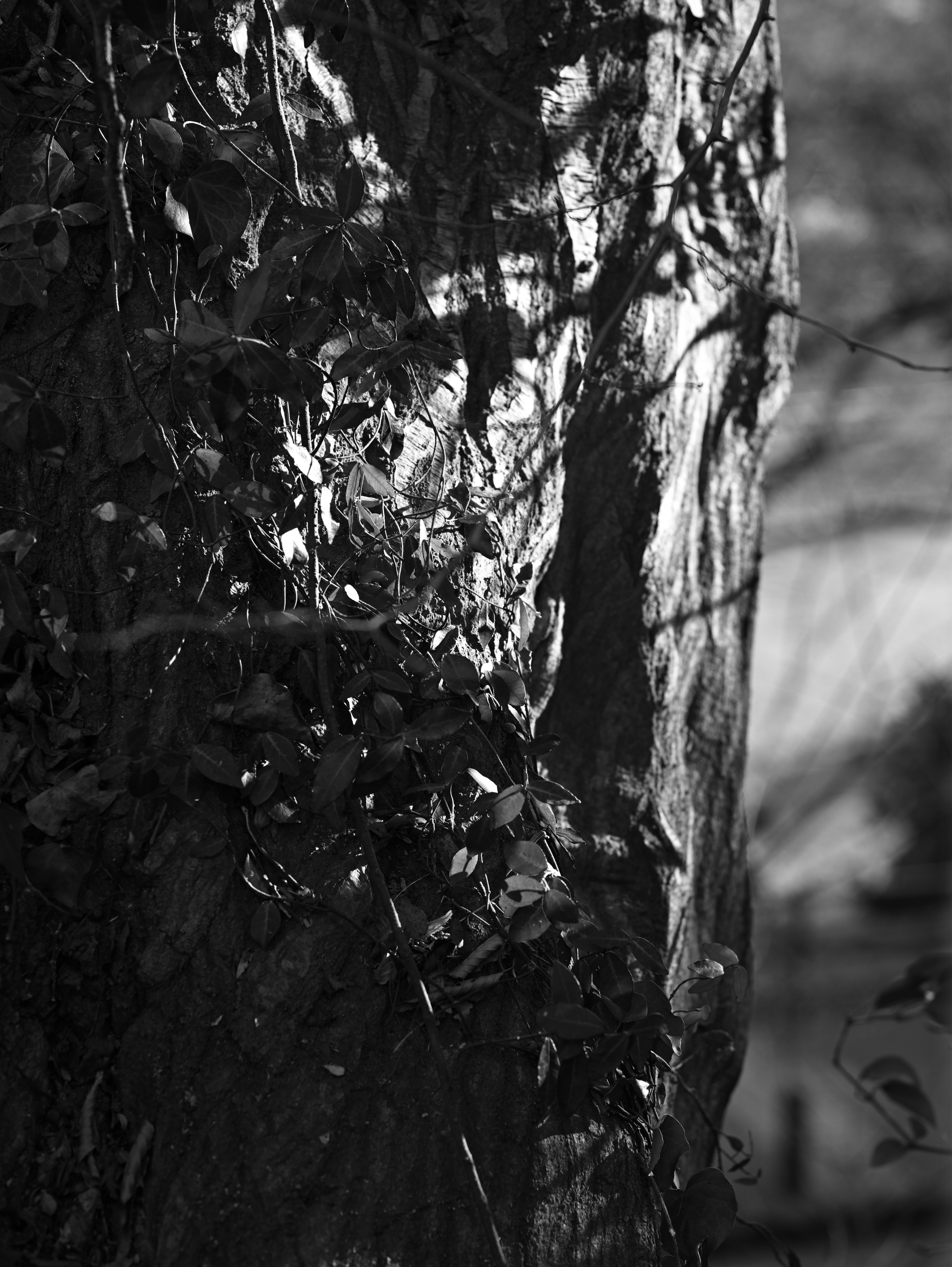 Contrast of ivy leaves and shadows on a tree trunk