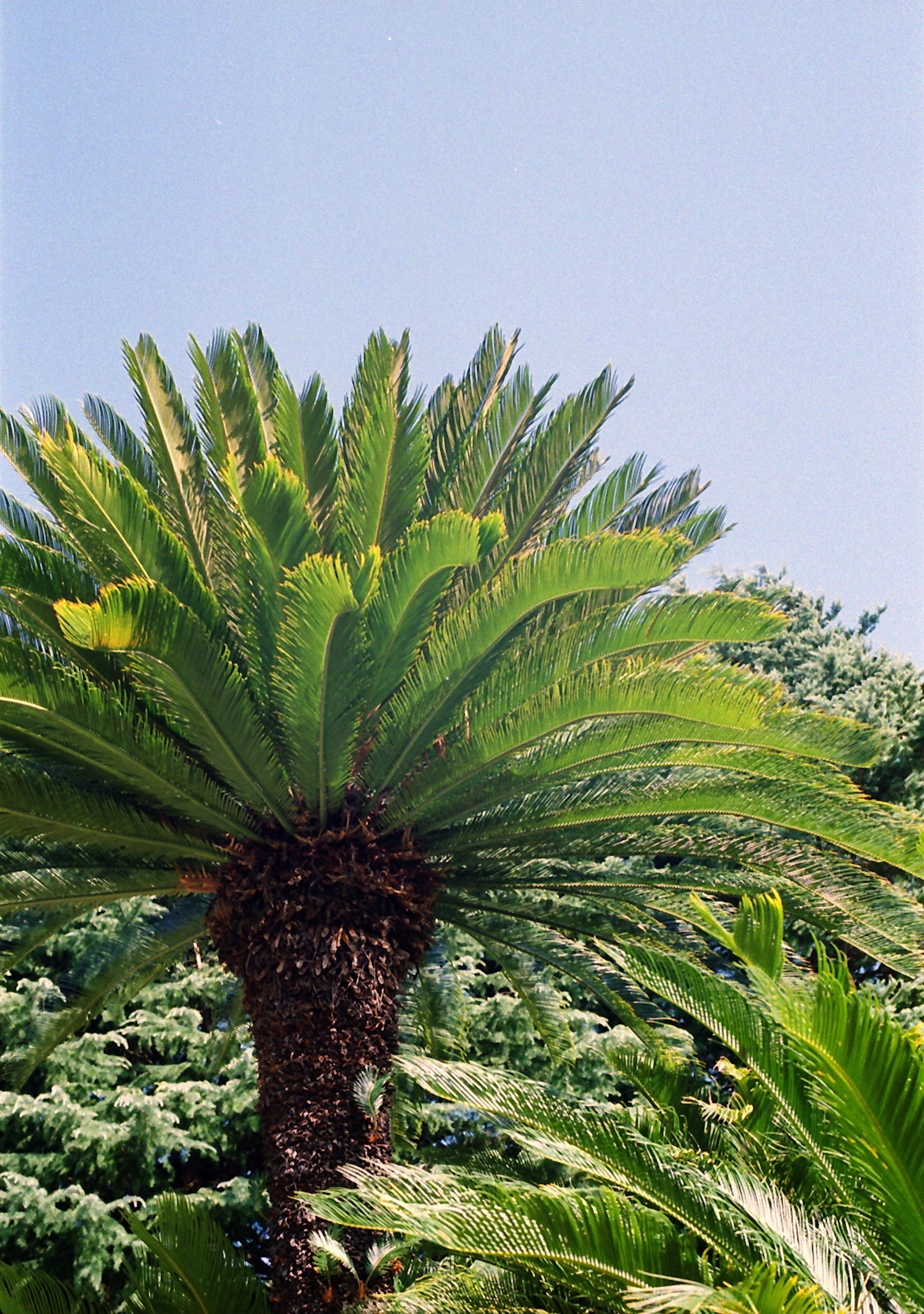 Una palmera con frondas verdes exuberantes bajo un cielo azul claro