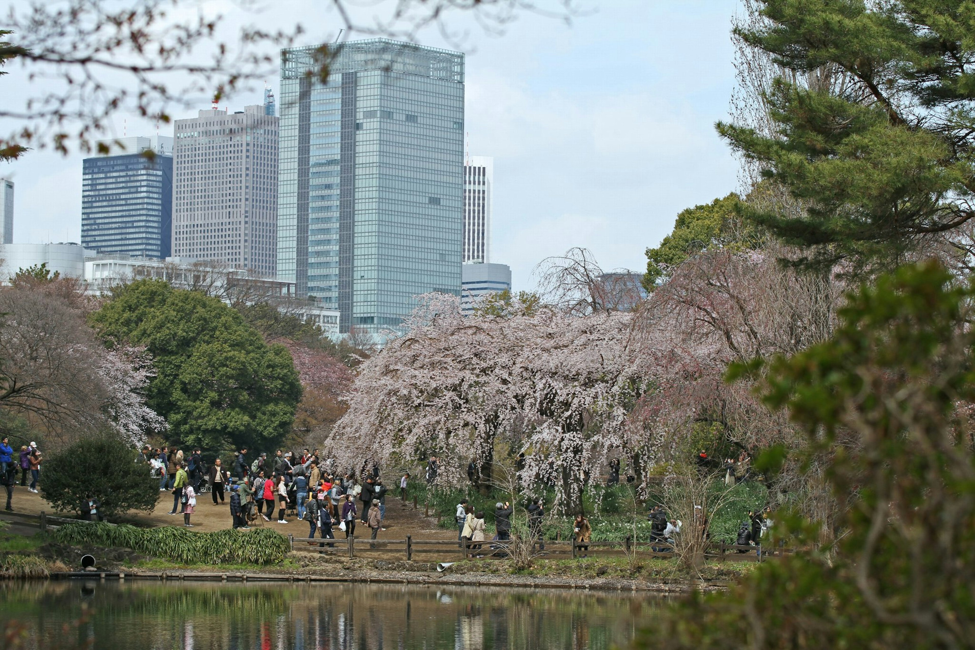 สวนซากุระที่มีผู้คนมาชุมนุมและตึกระฟ้าในพื้นหลัง