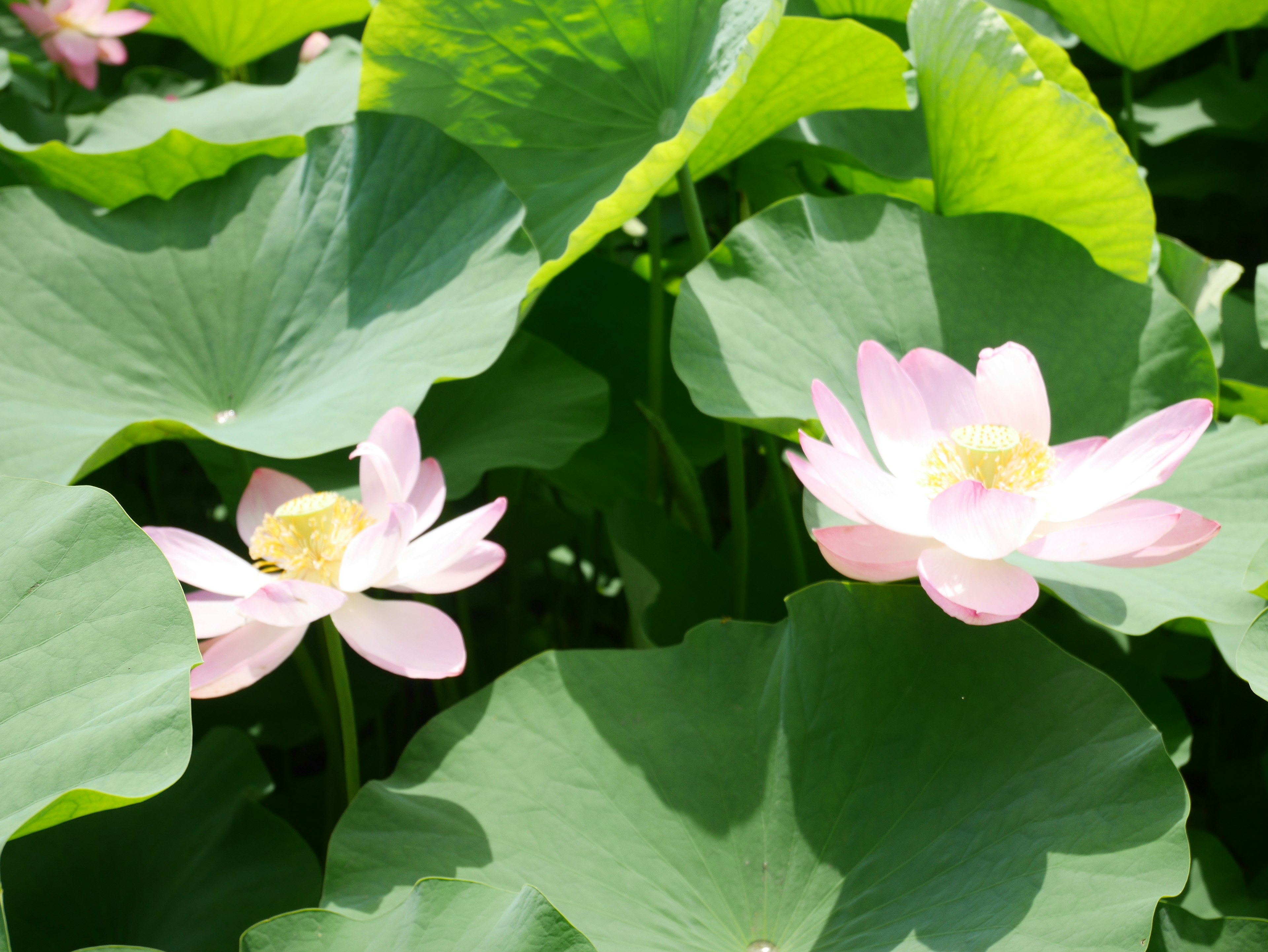 Pink lotus flowers blooming among green leaves