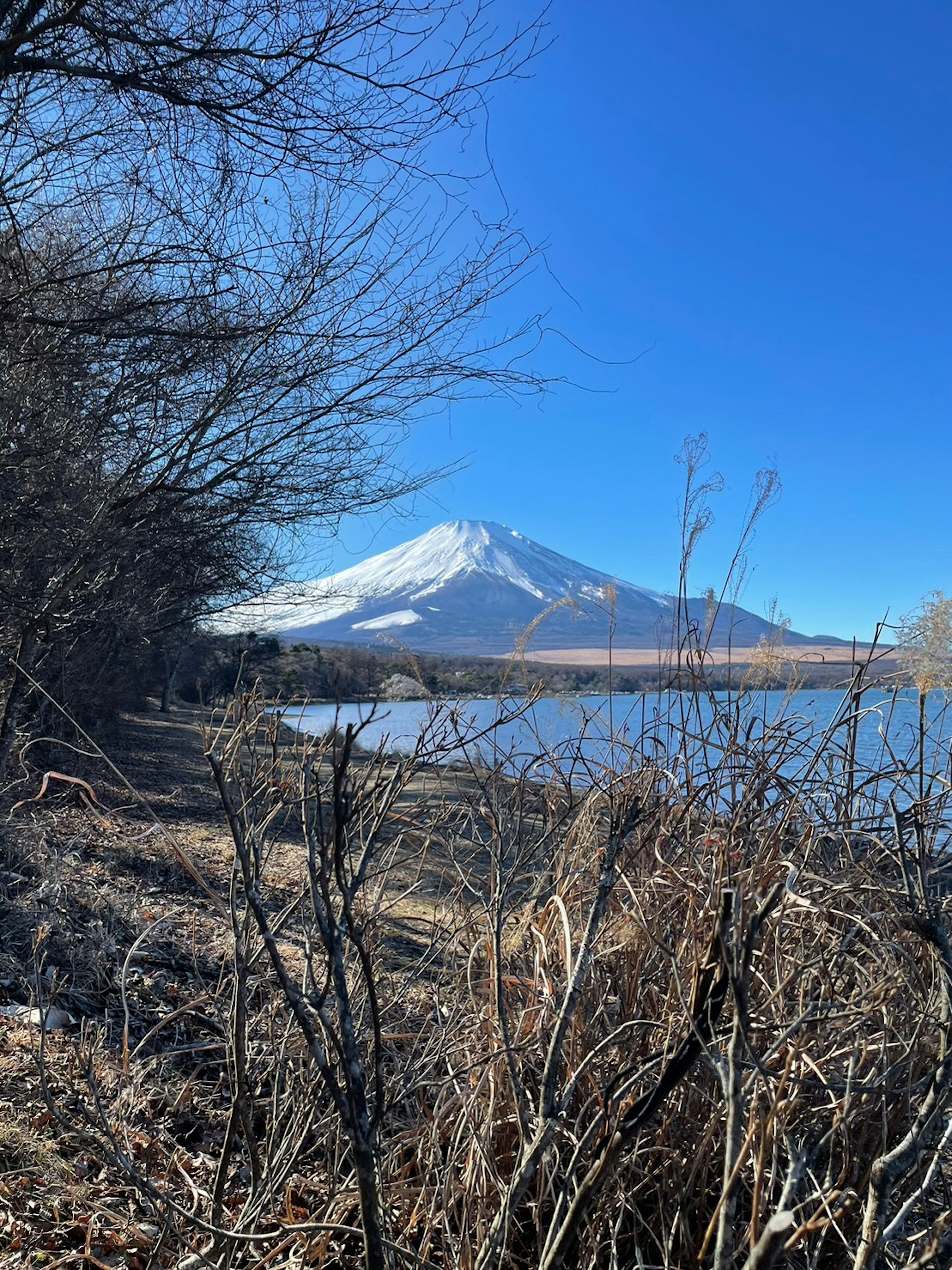 雪をかぶった富士山が青空の下にある湖の風景