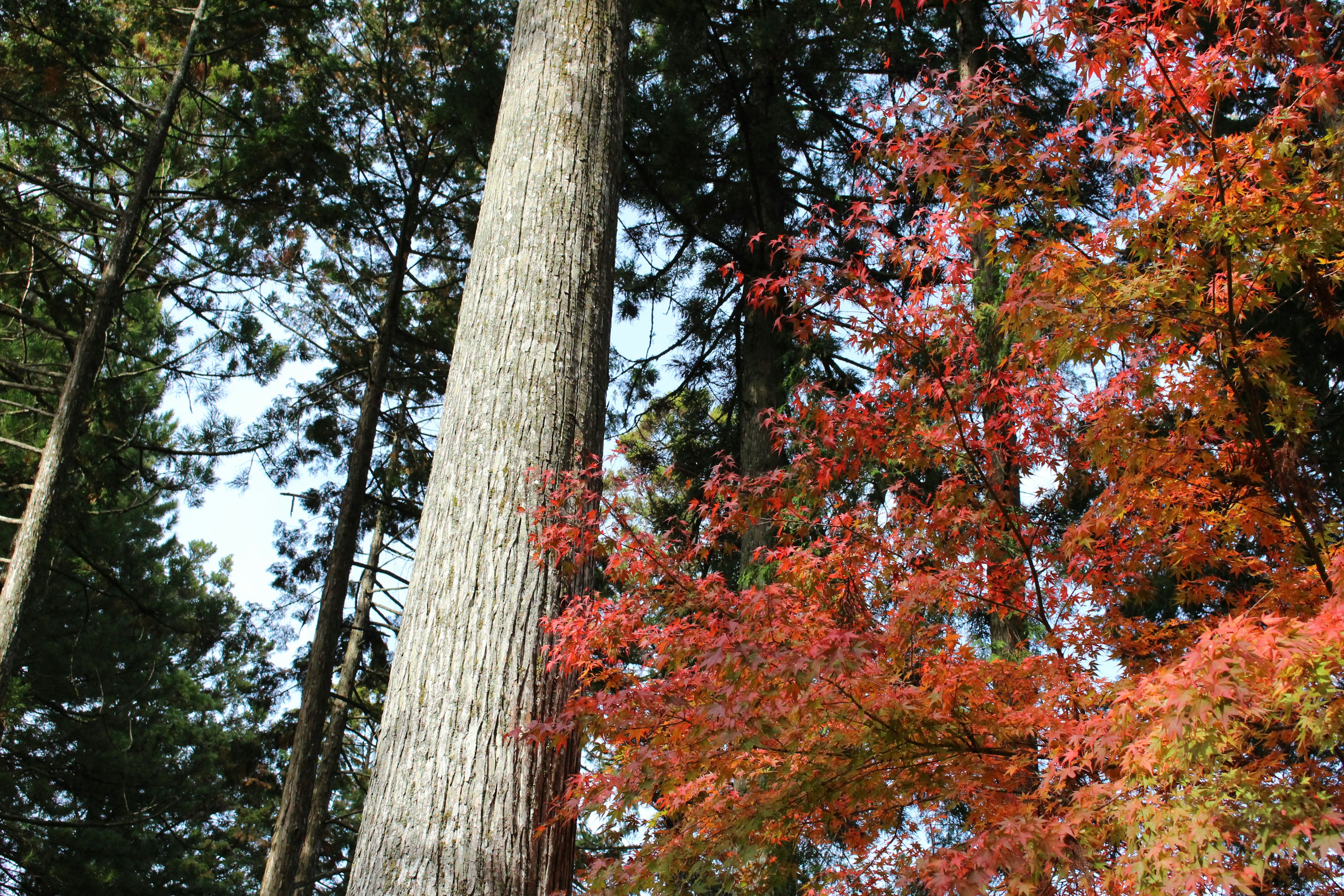 高い木と赤い葉の美しい秋の風景