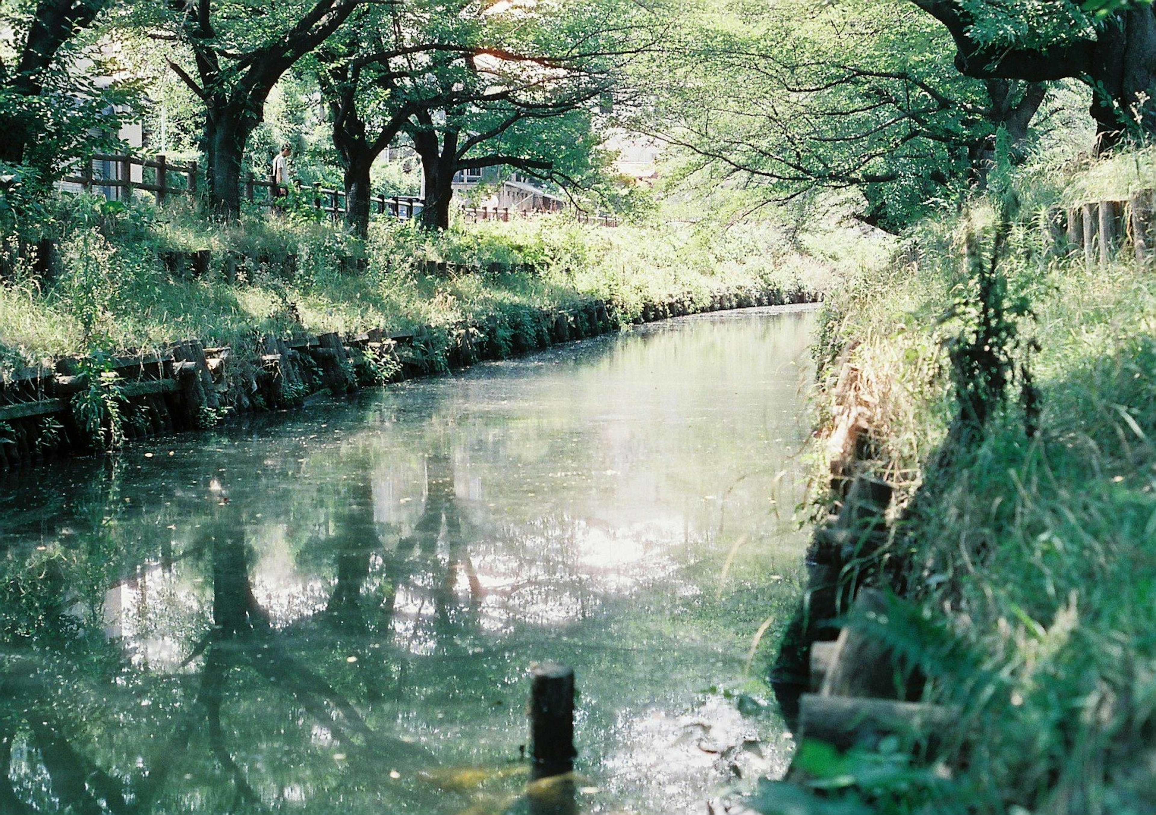 穏やかな水面に映る緑の木々の景色