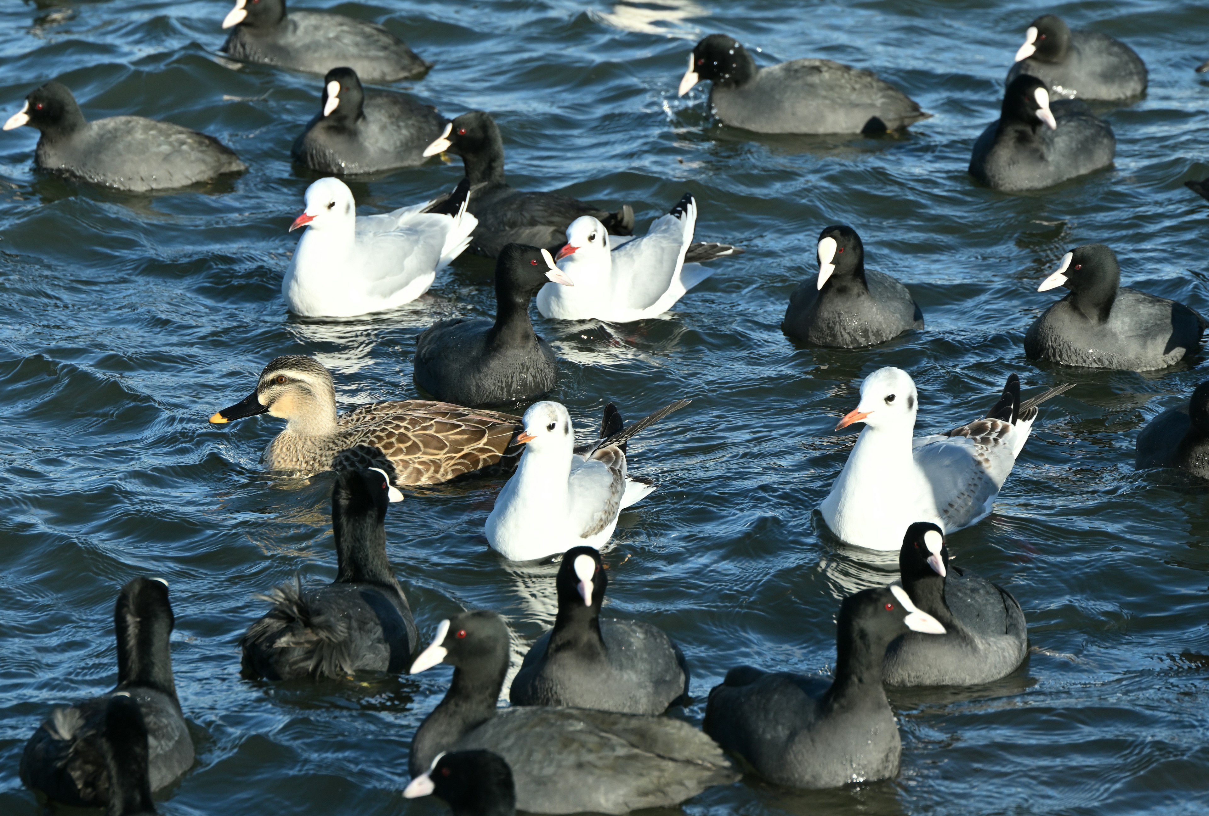 Un gruppo di vari uccelli che galleggiano sull'acqua