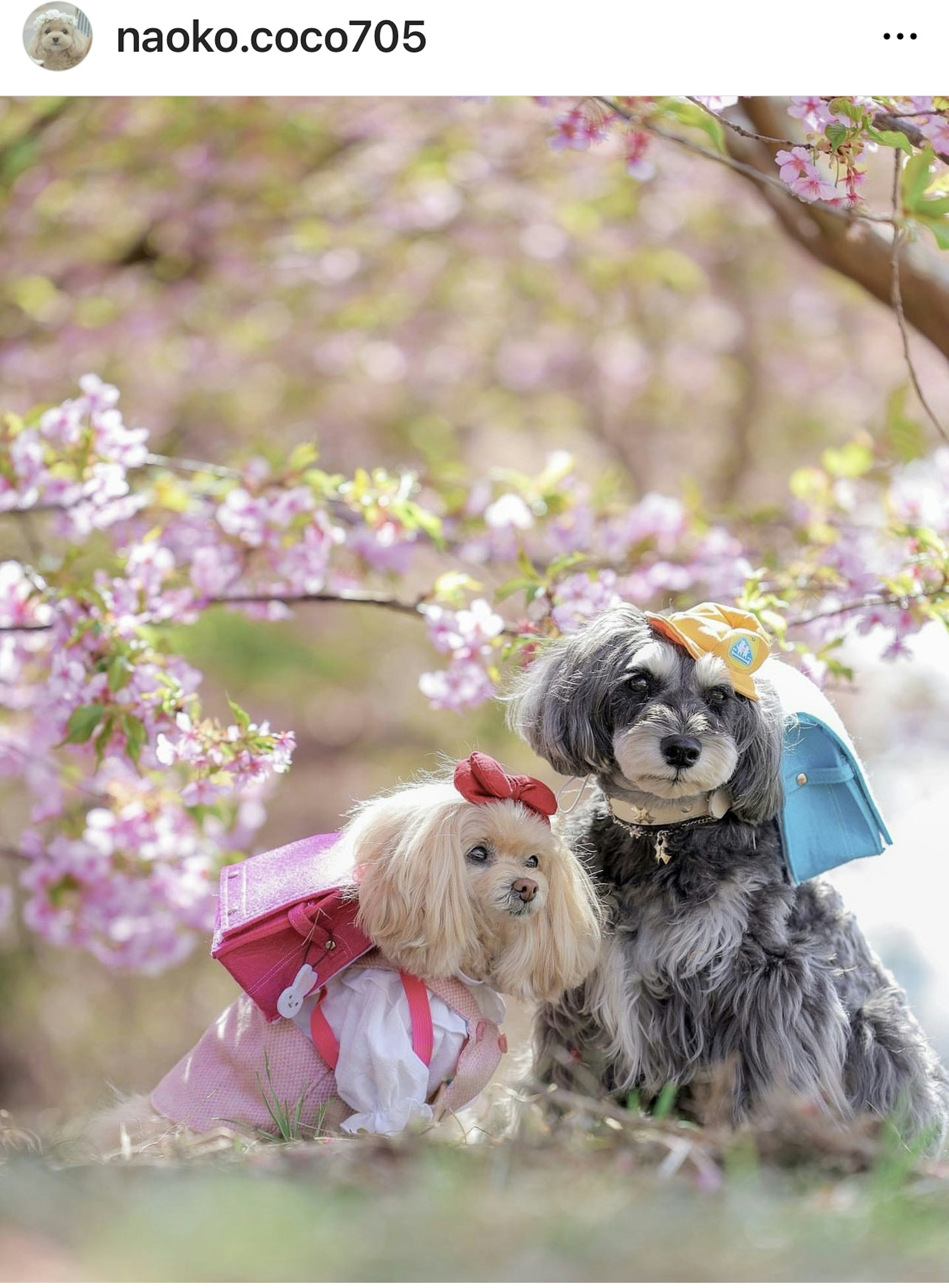 桜の木の下で可愛い犬たちが寄り添っている