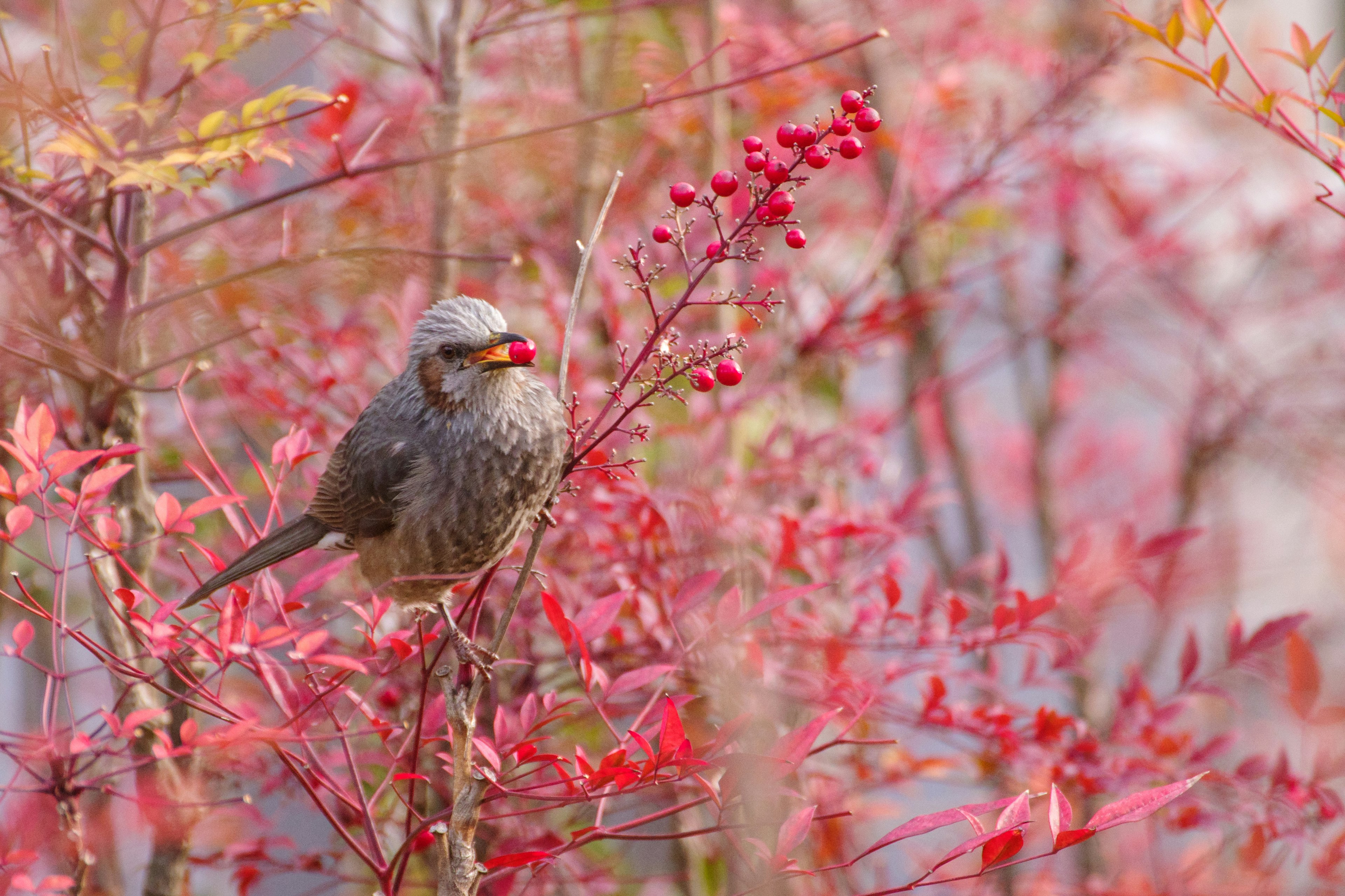 Bird perched among vibrant autumn foliage