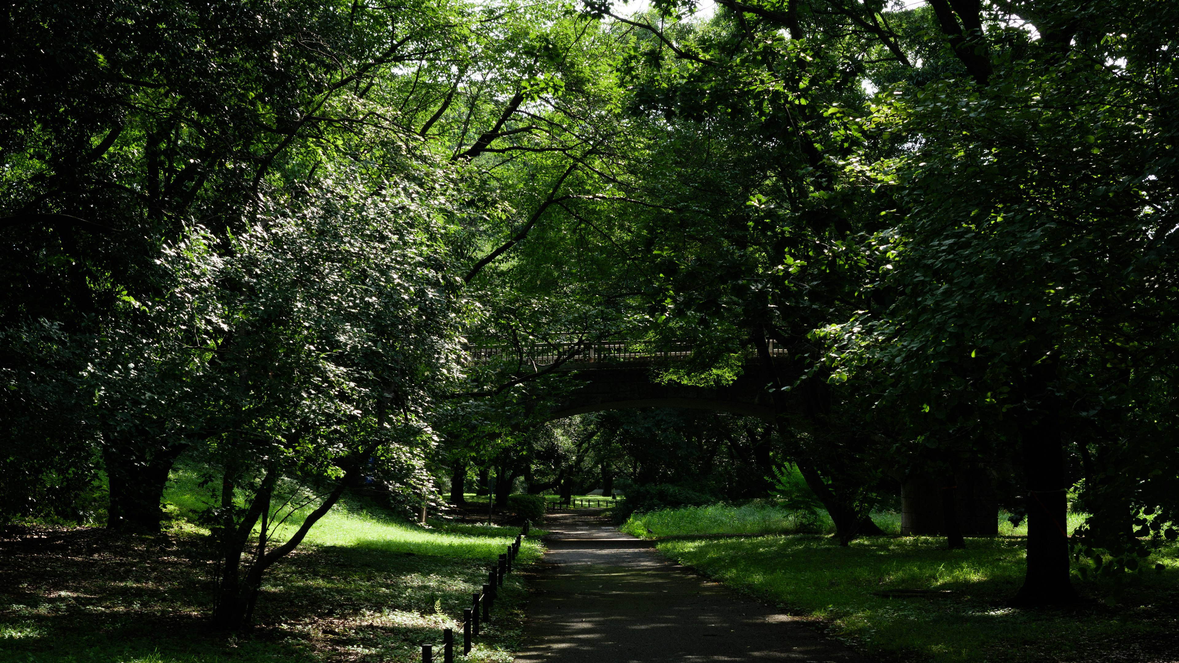 Lush green park path with trees