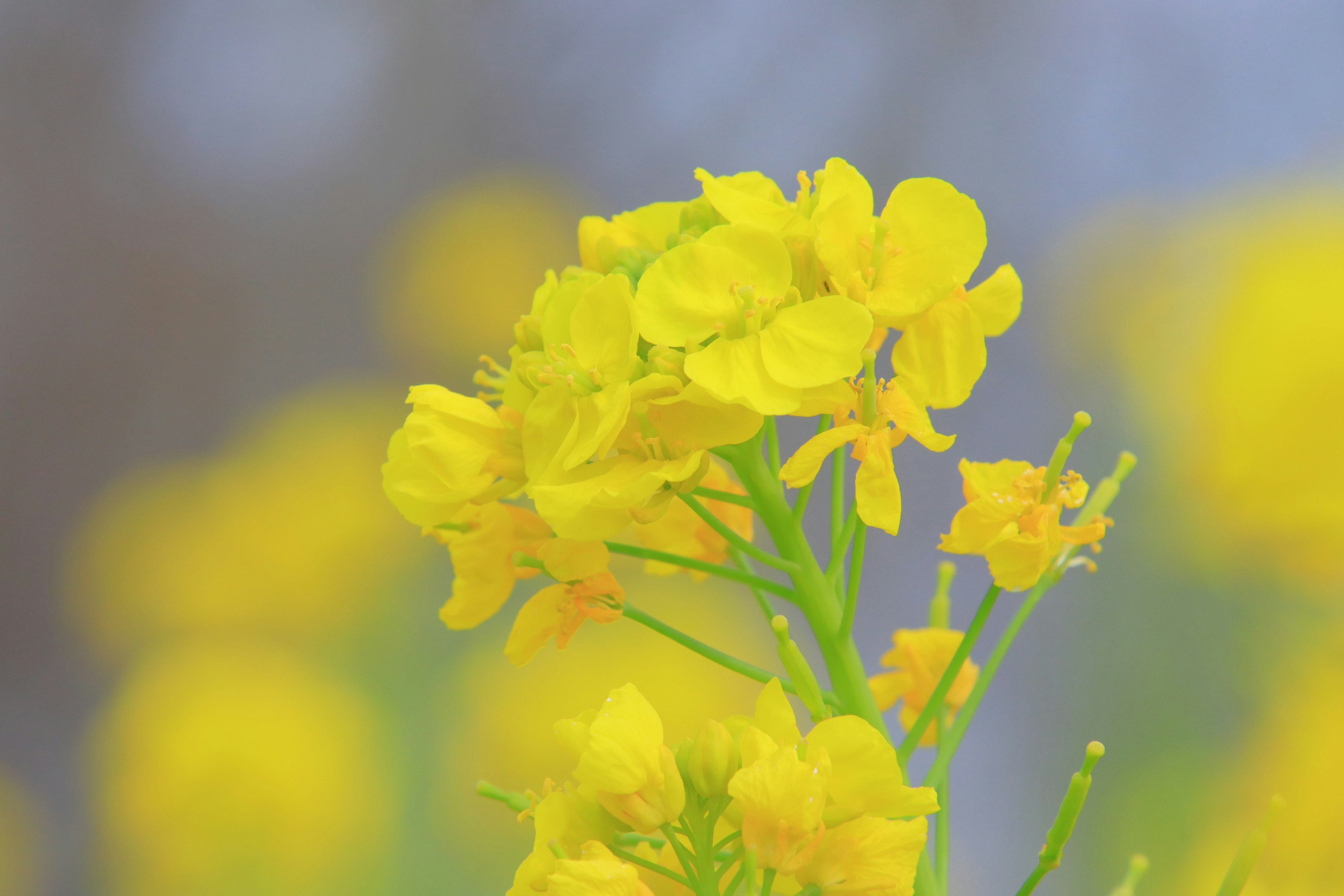 Nahaufnahme von leuchtend gelben Blumen mit verschwommenem Hintergrund