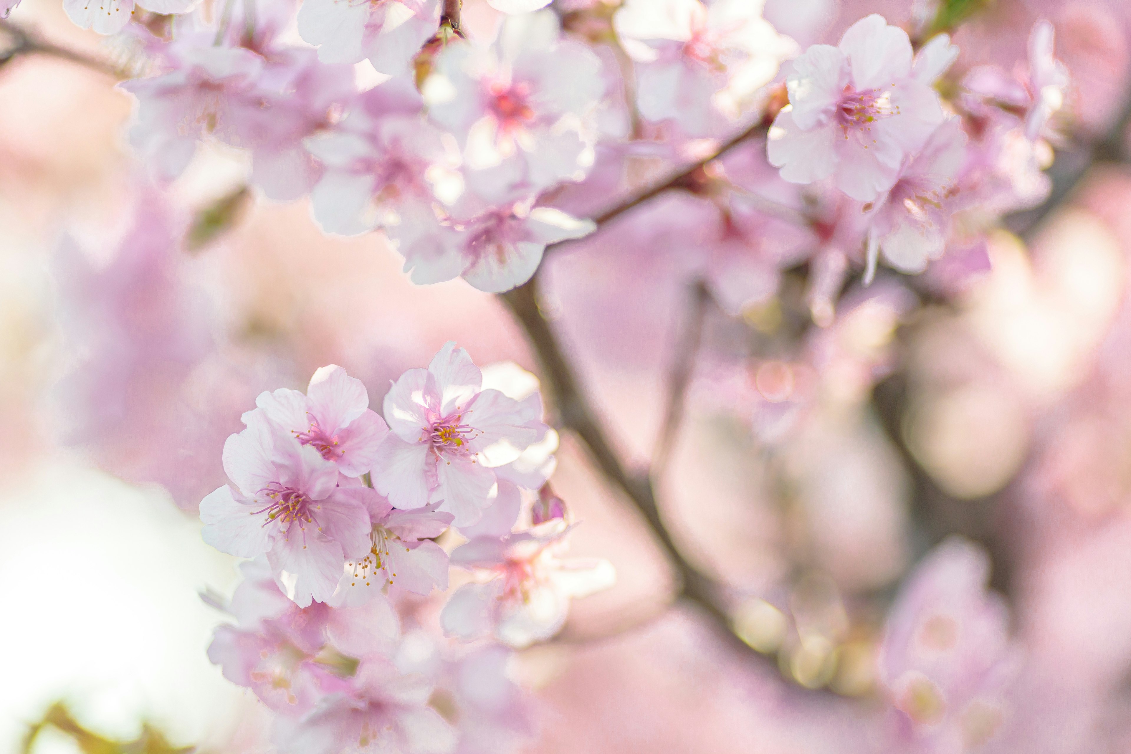 Close-up of cherry blossom branches with soft pink petals bright background