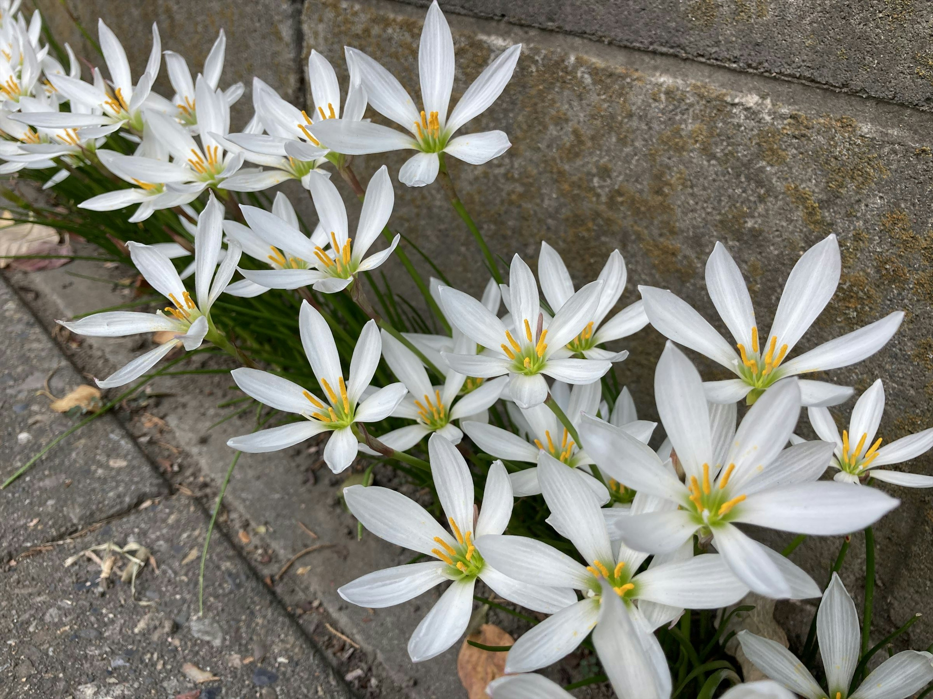 A row of white flowers blooming beside a stone wall