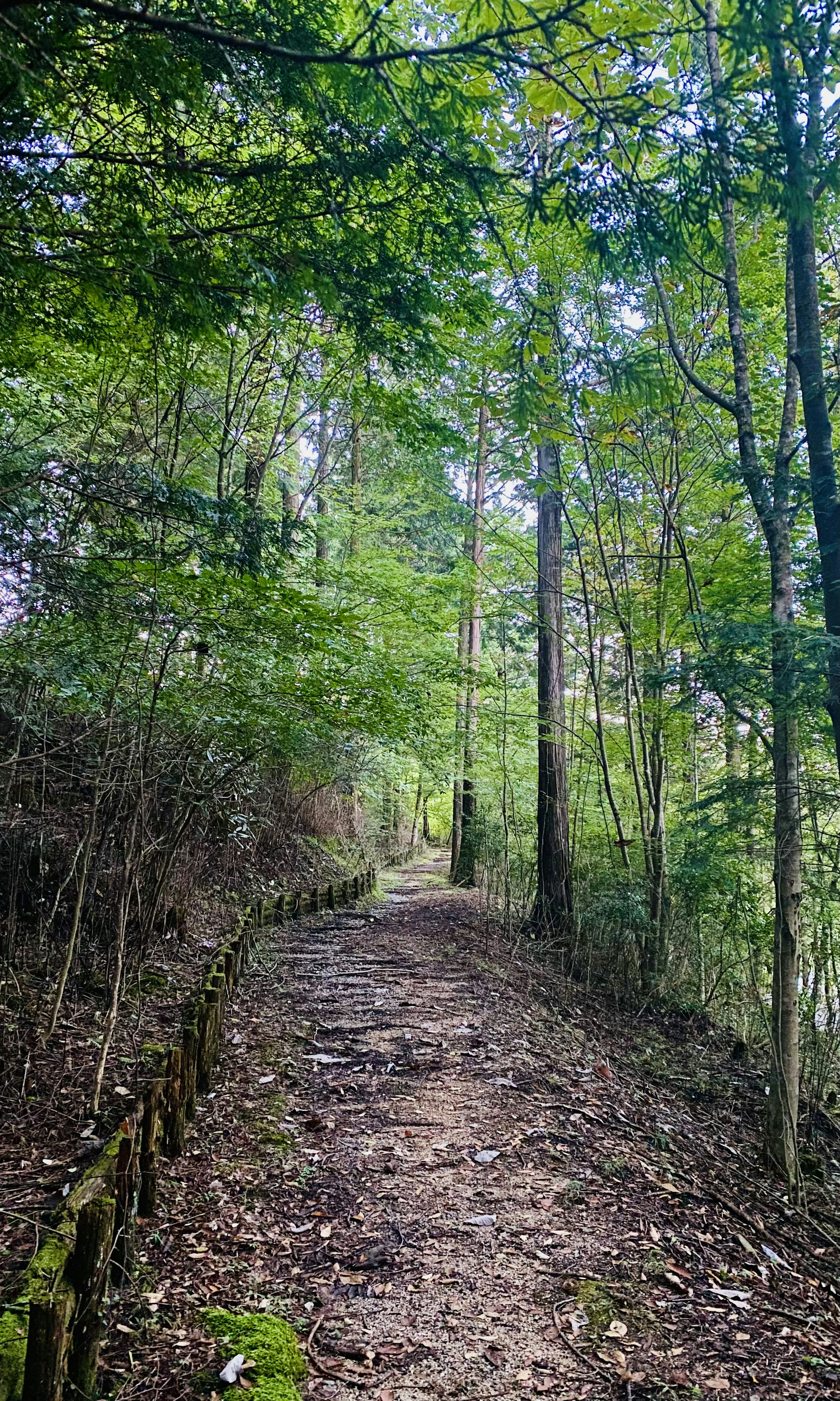 緑豊かな木々に囲まれた小道の風景