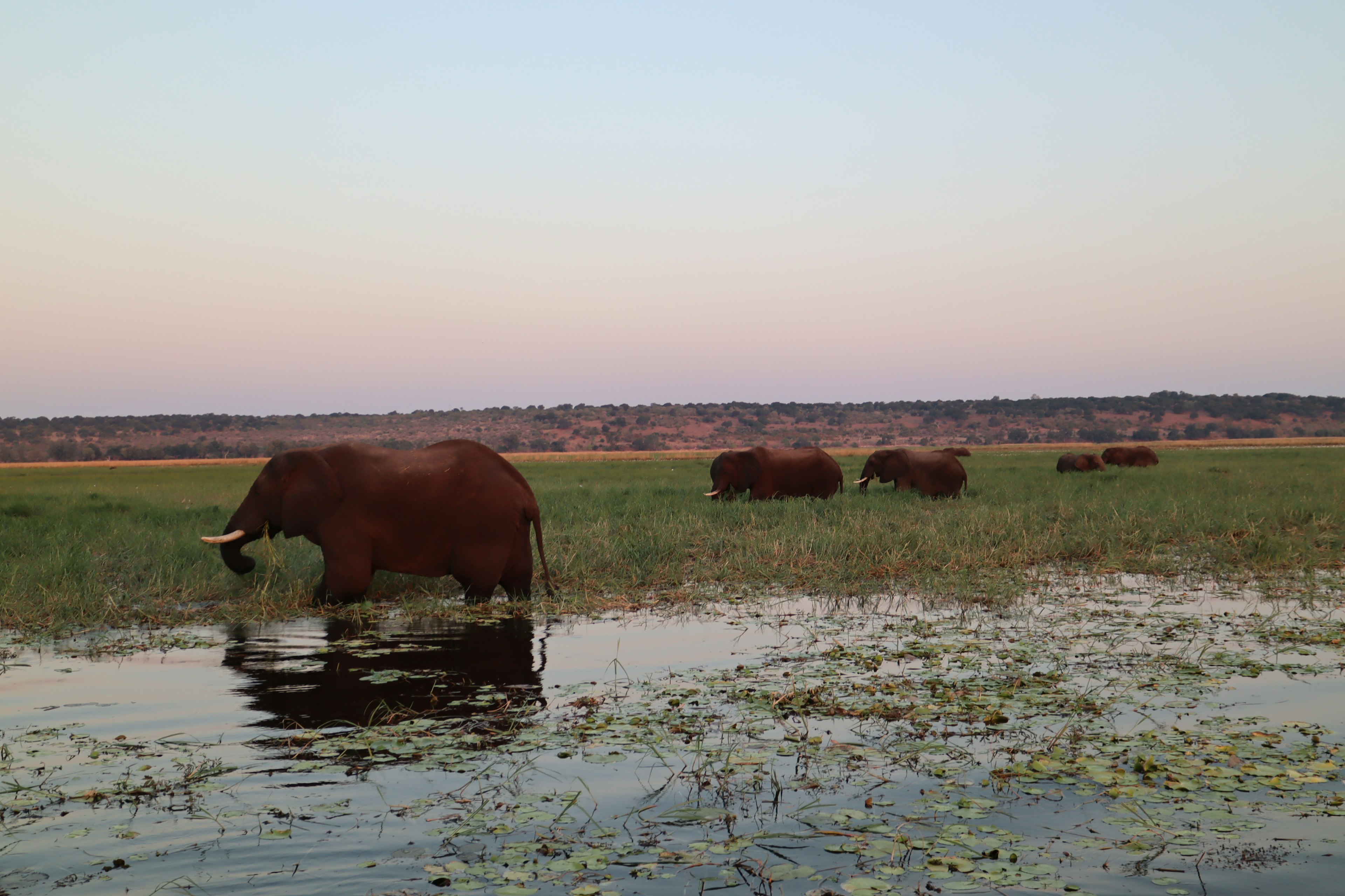 Groupe d'éléphants broutant près de l'eau avec un coucher de soleil serein