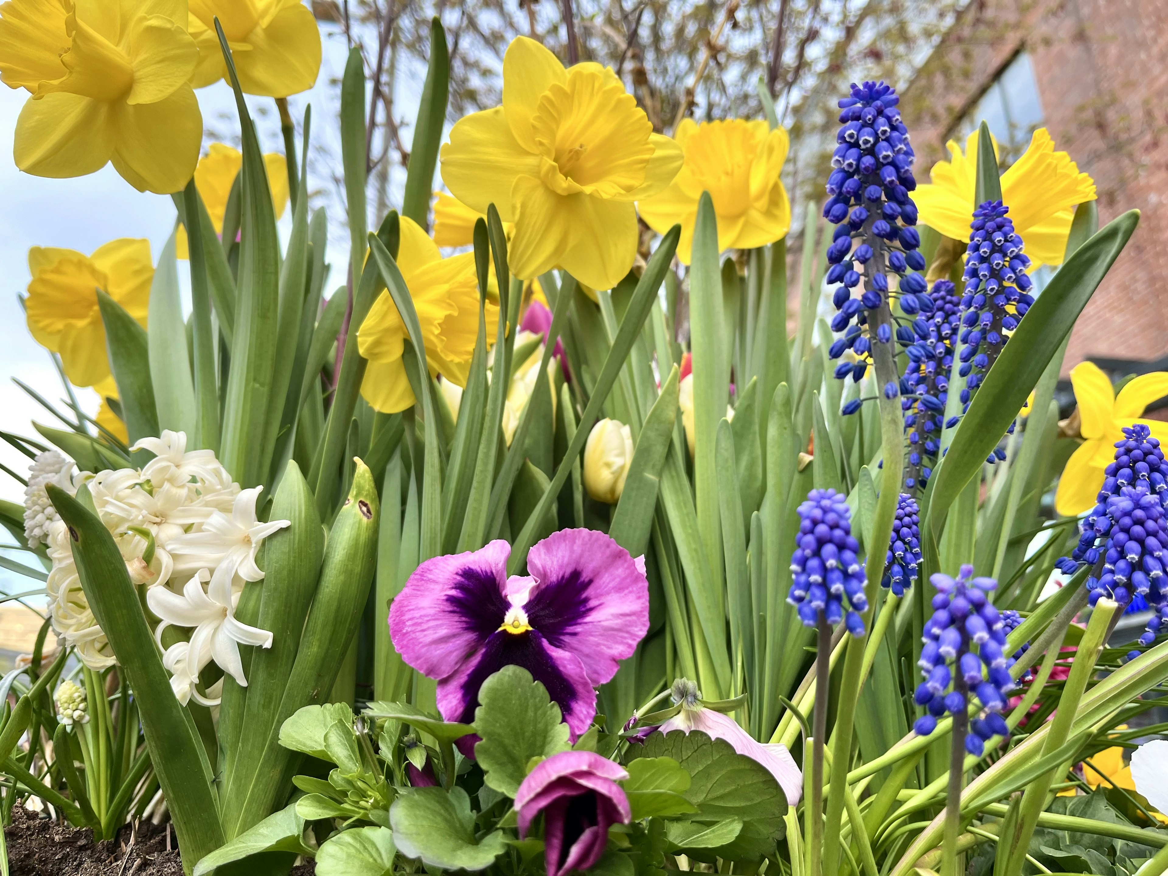 Un jardin vibrant avec des jonquilles jaunes et des pensées violettes