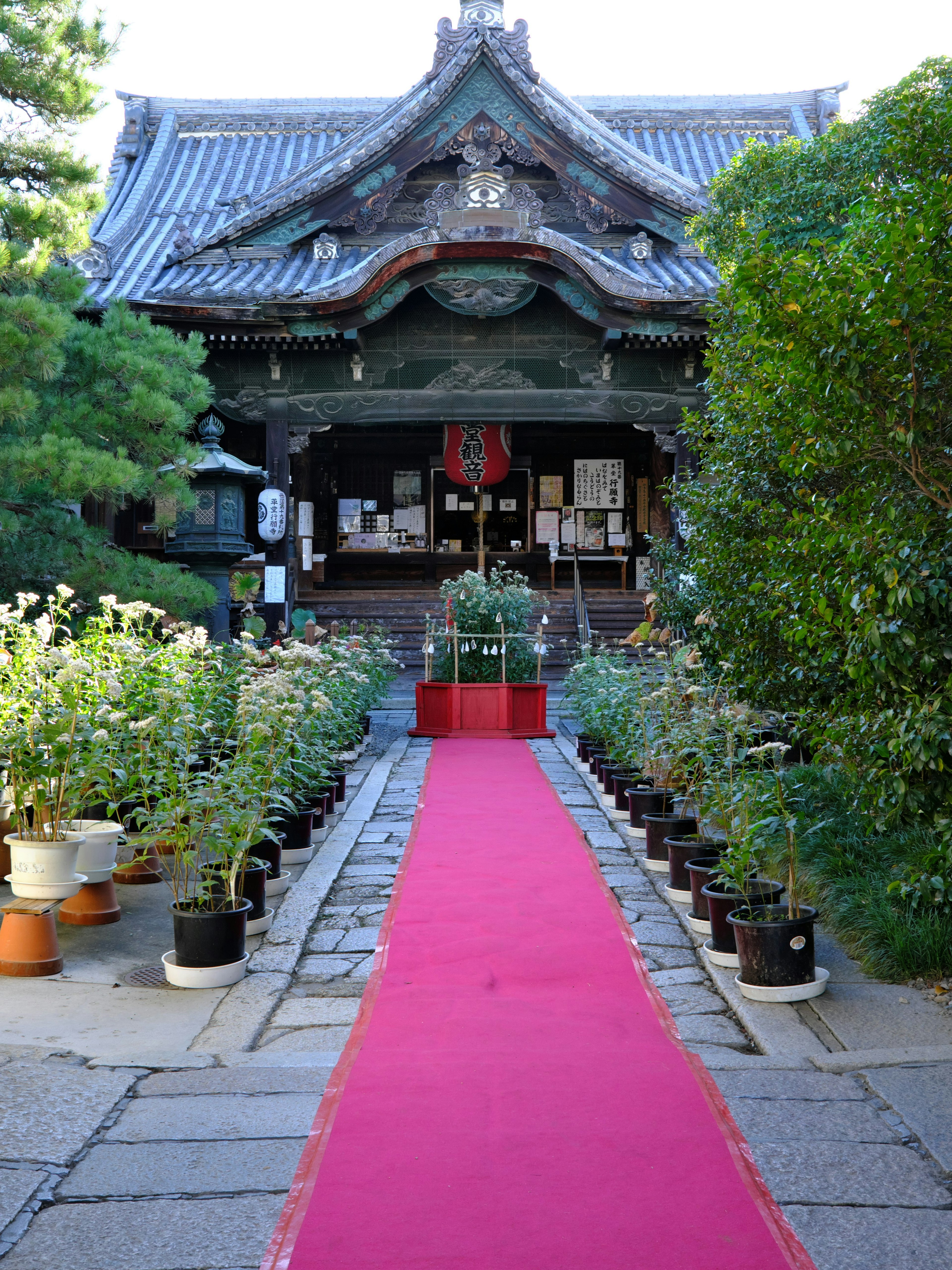 赤い絨毯が敷かれた神社の入り口の景観 植木鉢に並ぶ植物と伝統的な建物