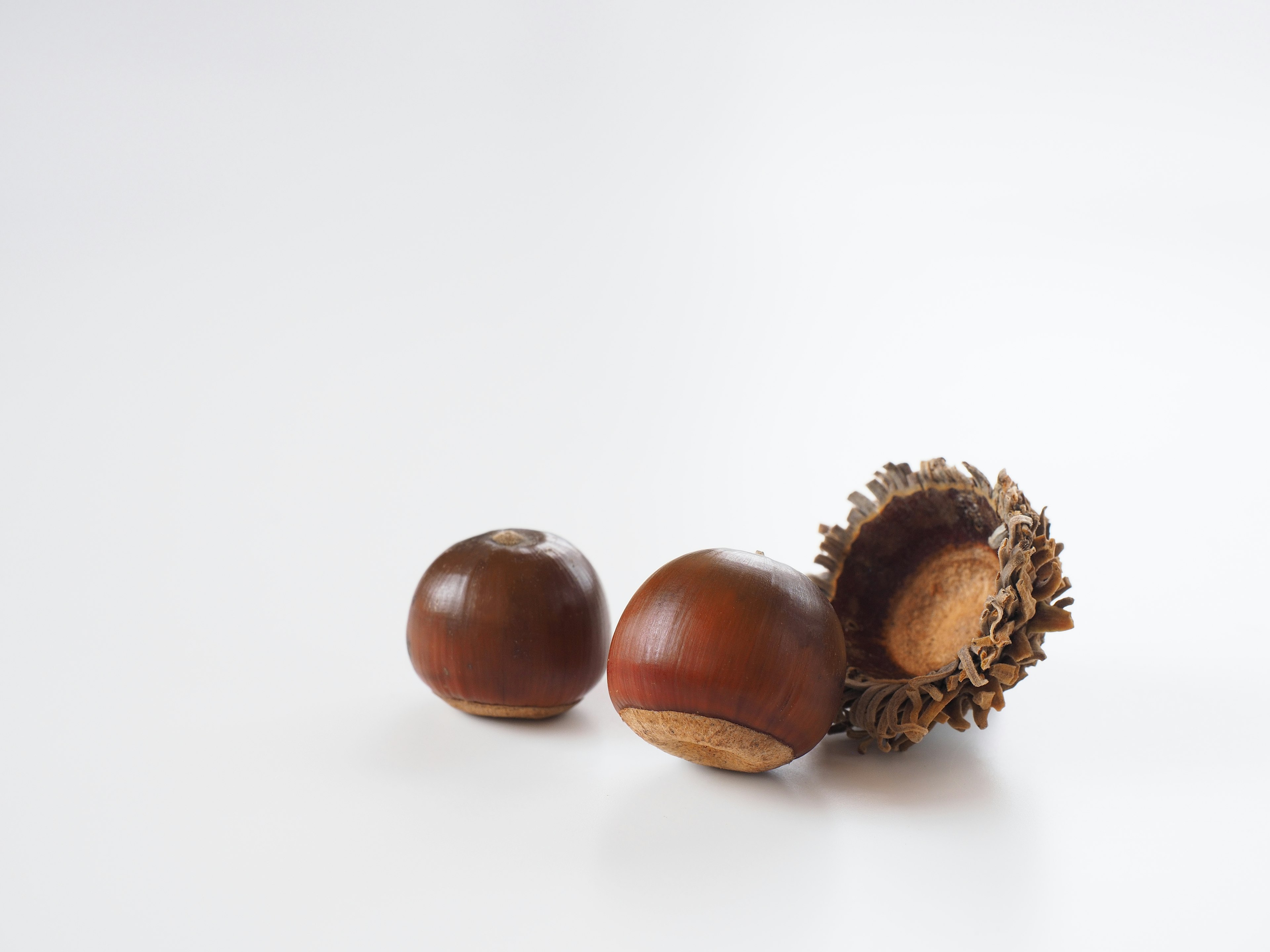 Two chestnuts and their shell placed on a white background