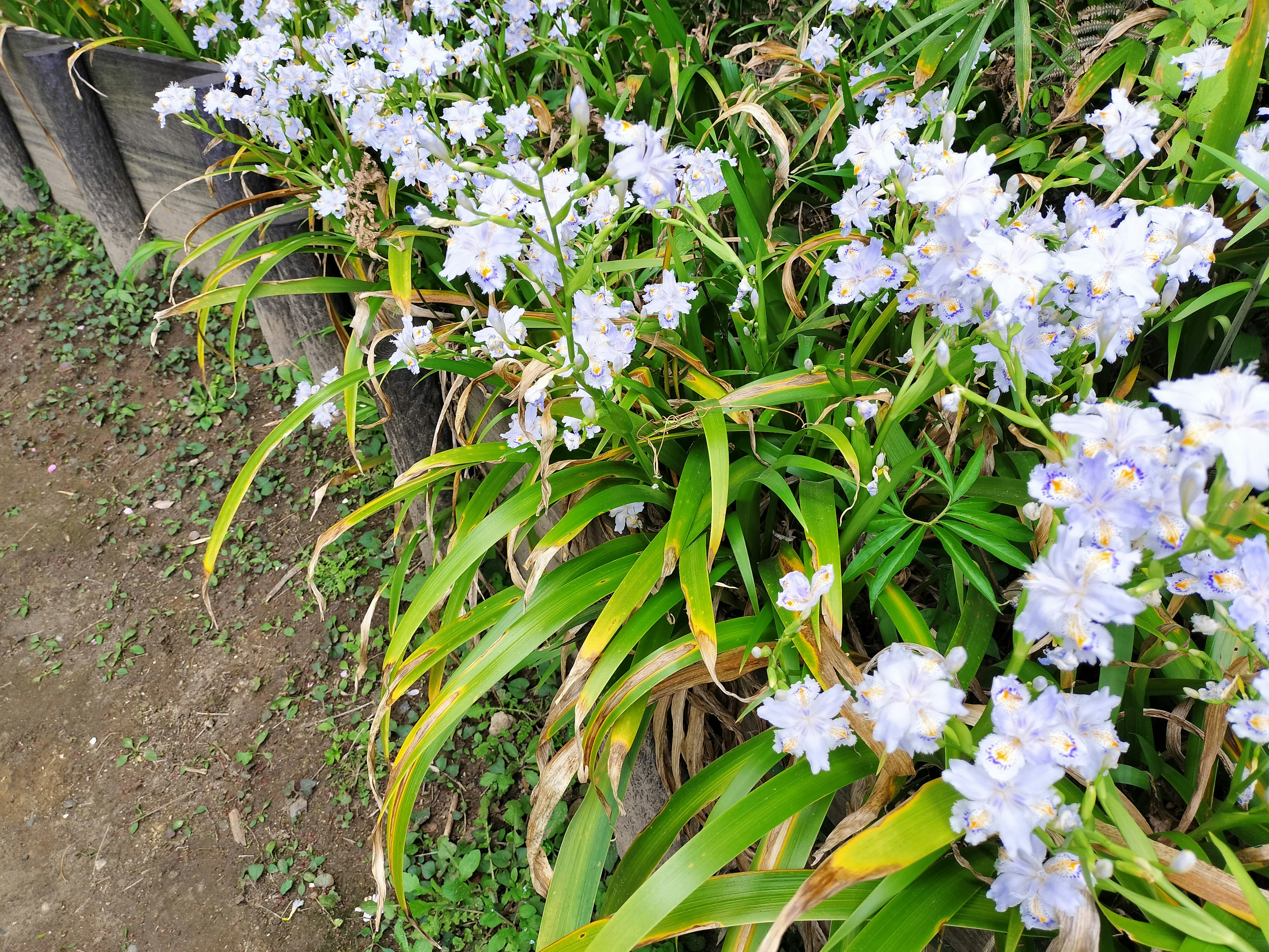 Grupo de flores azul claro con hojas verdes