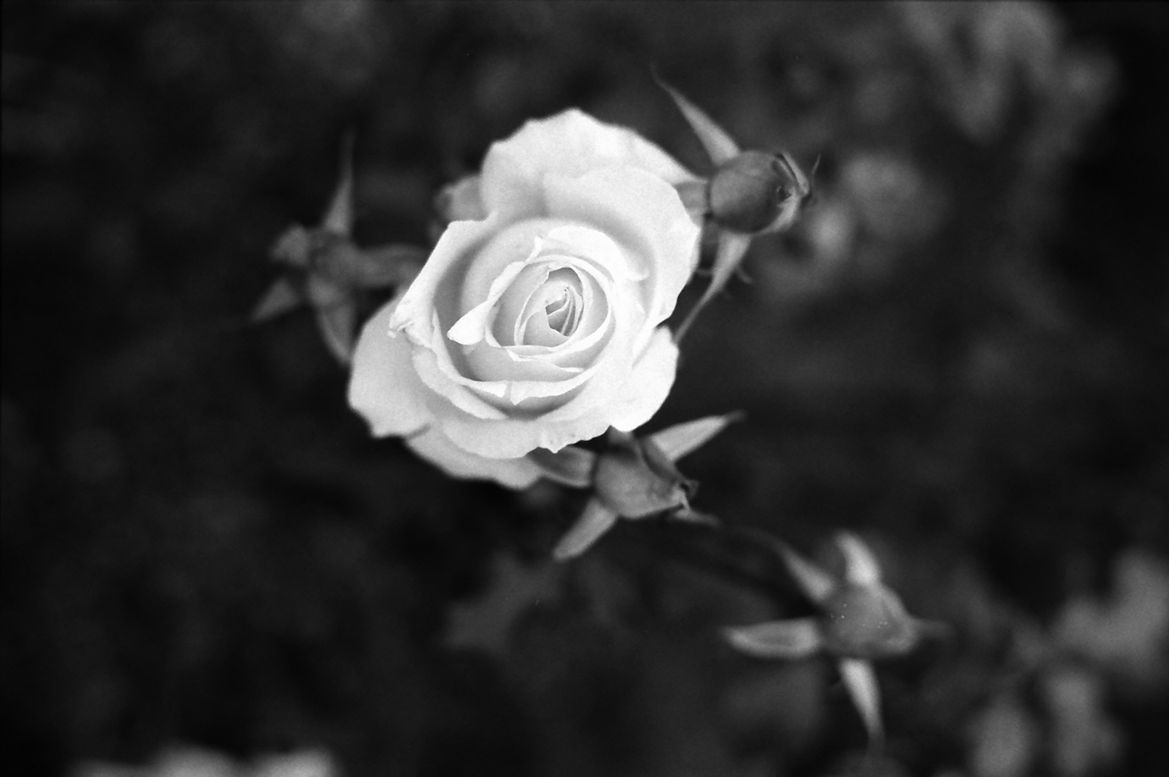 Black and white image of a white rose with buds