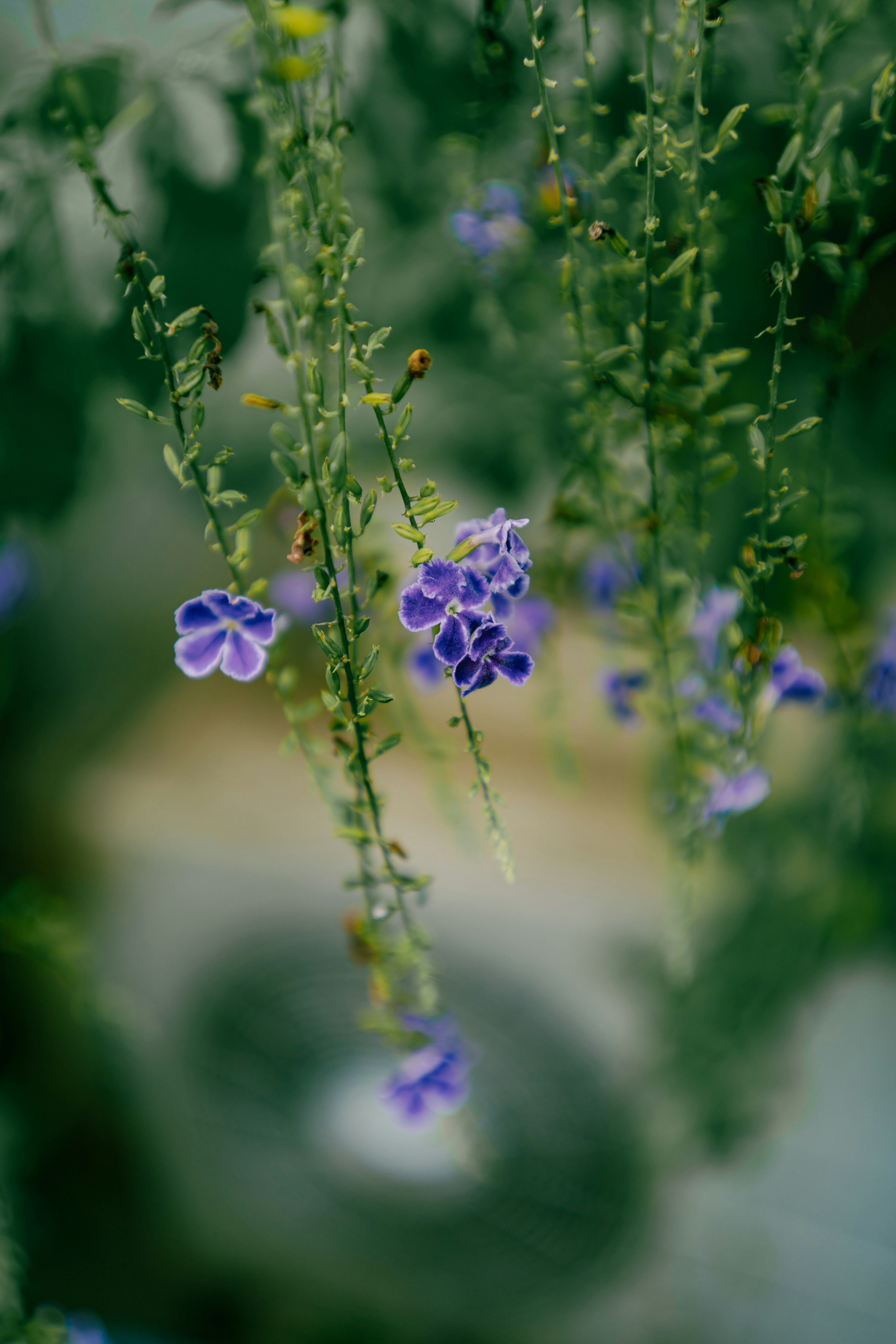 Bild von hängenden lila Blumen vor grünem Hintergrund