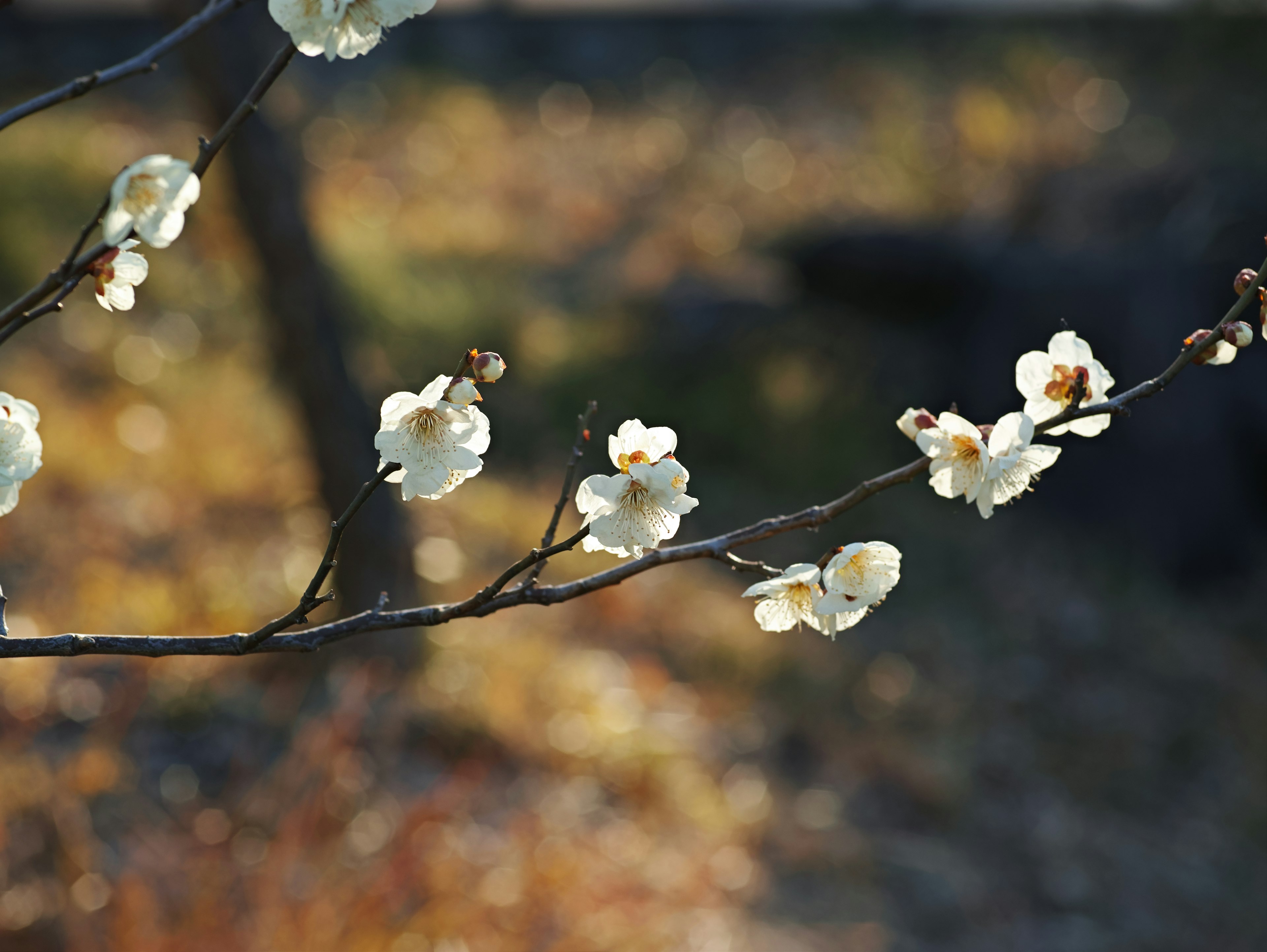 白い花が咲いている枝のクローズアップ 背景はぼやけた秋の景色